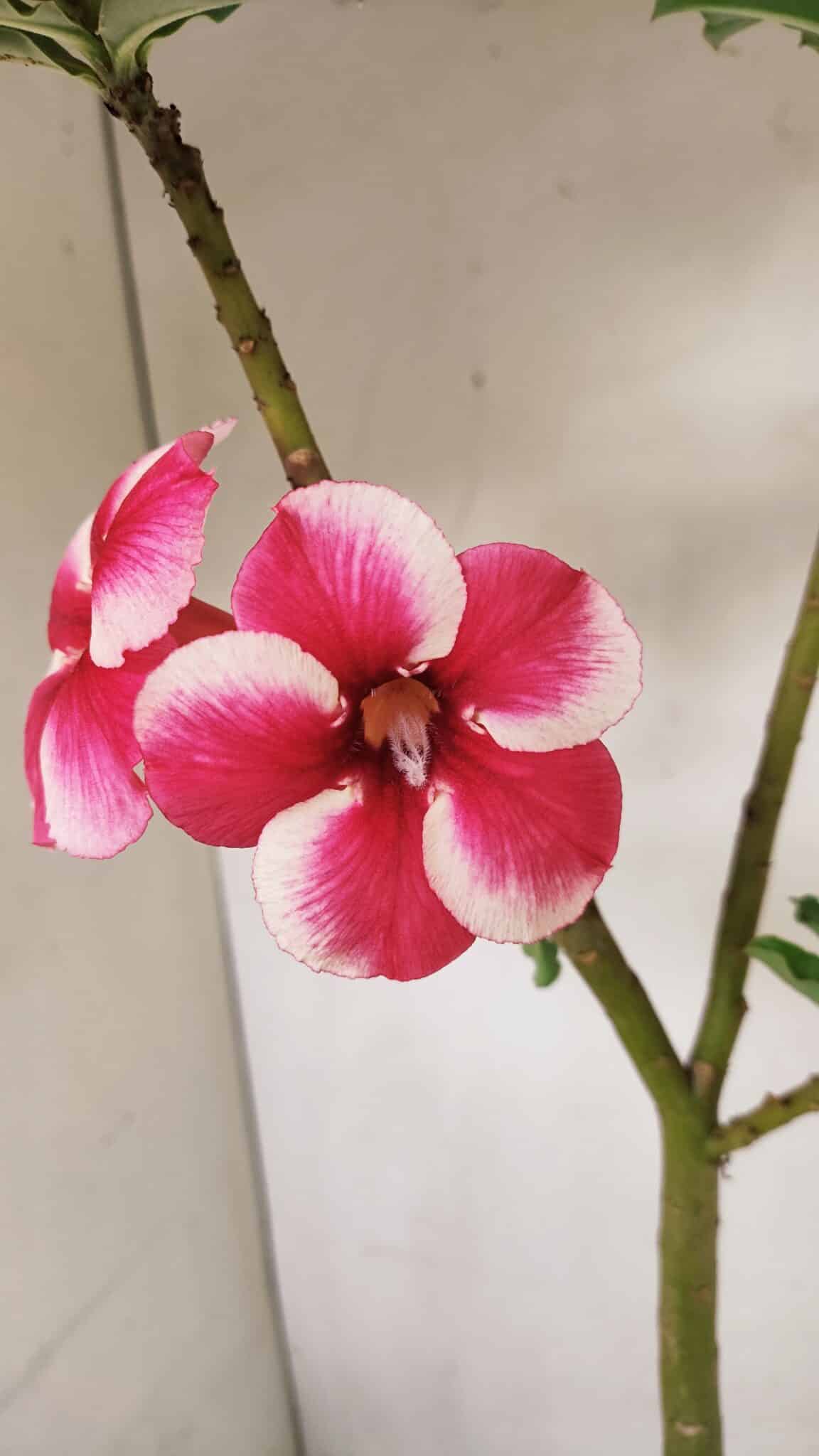 Planta Simples 3252 – 35cm – 03 anos - foto 3