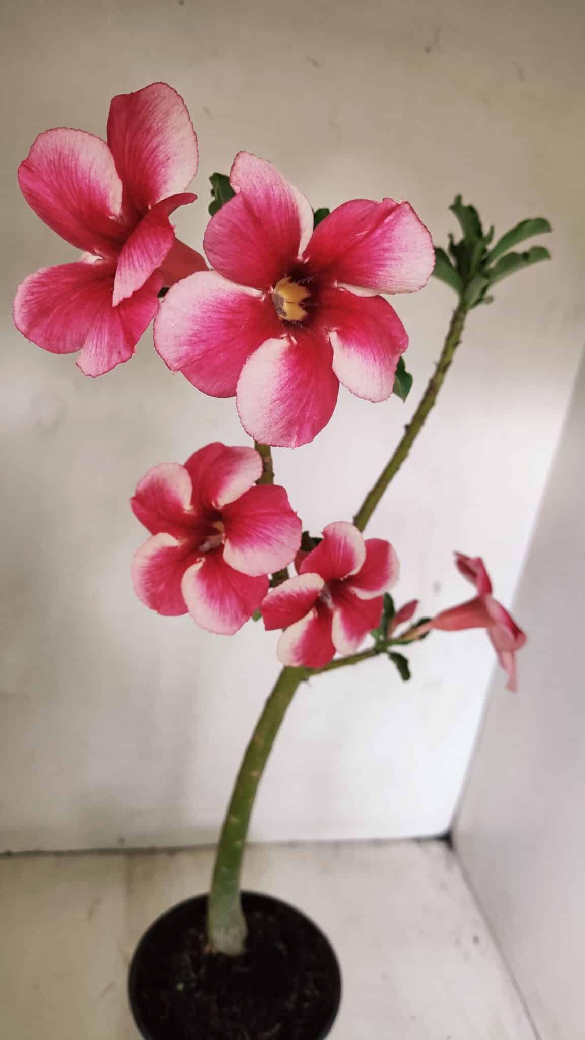 Planta Simples 3252 – 35cm – 03 anos - foto 8