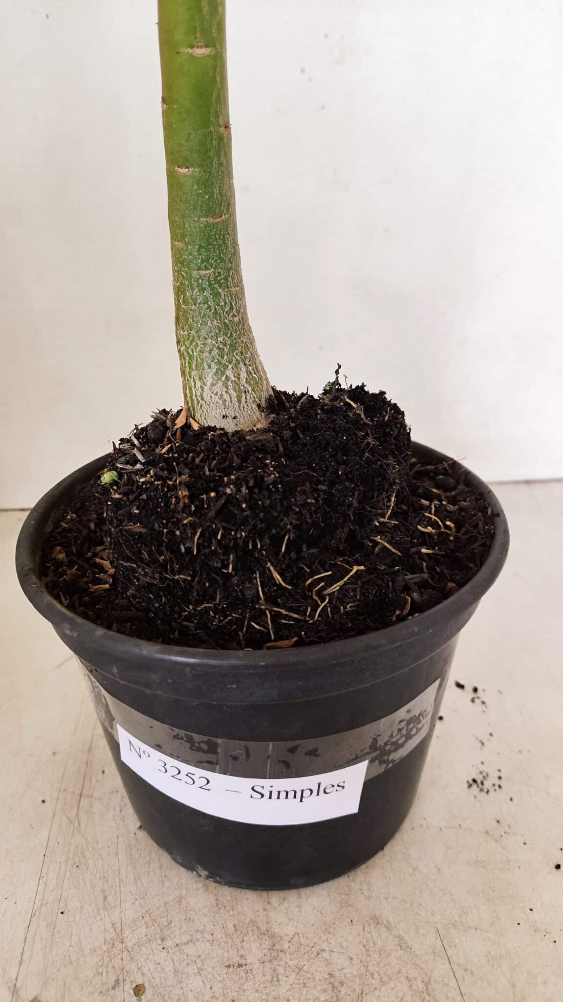 Planta Simples 3252 – 35cm – 03 anos - foto 7