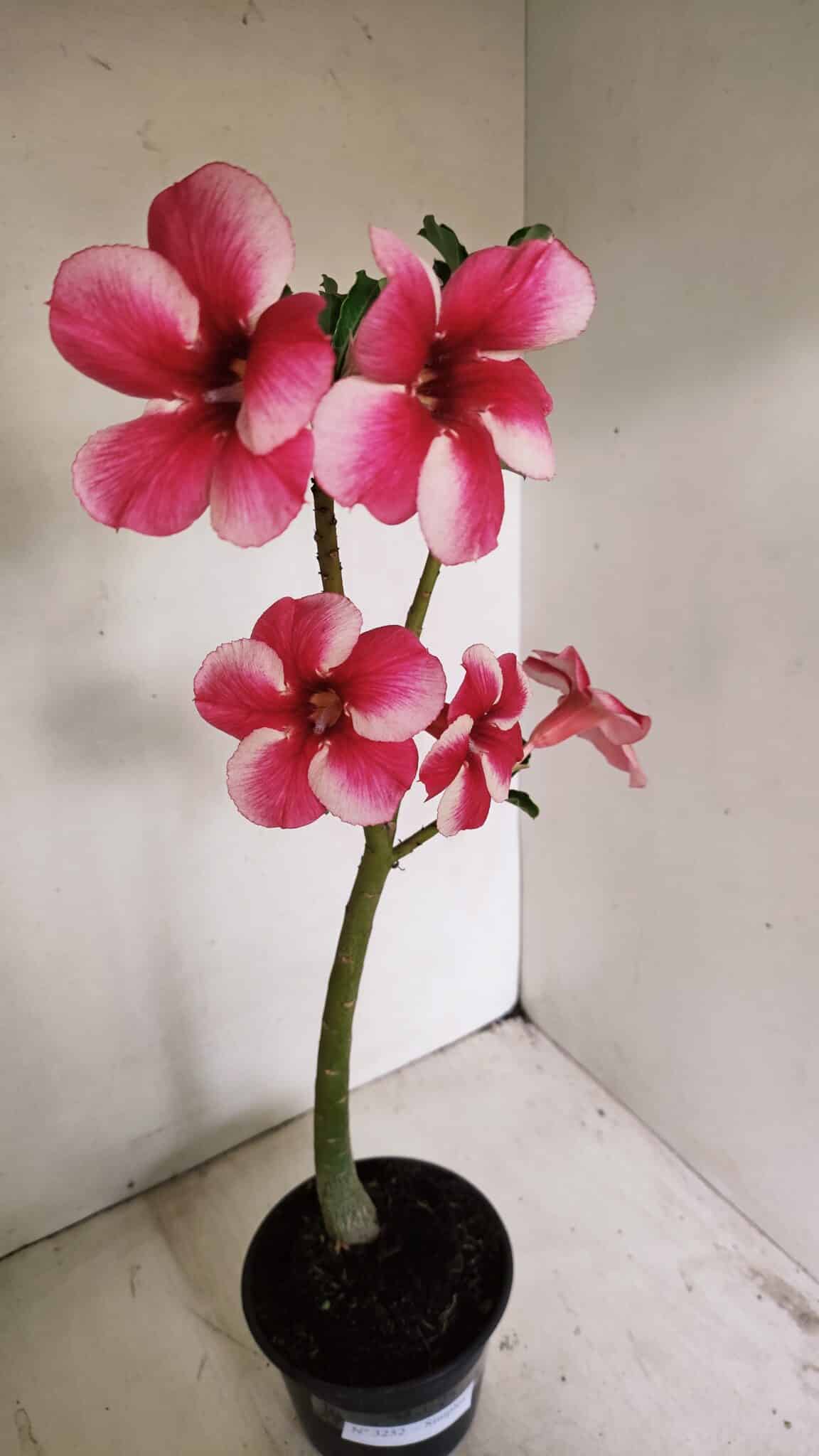 Planta Simples 3252 – 35cm – 03 anos - foto 4