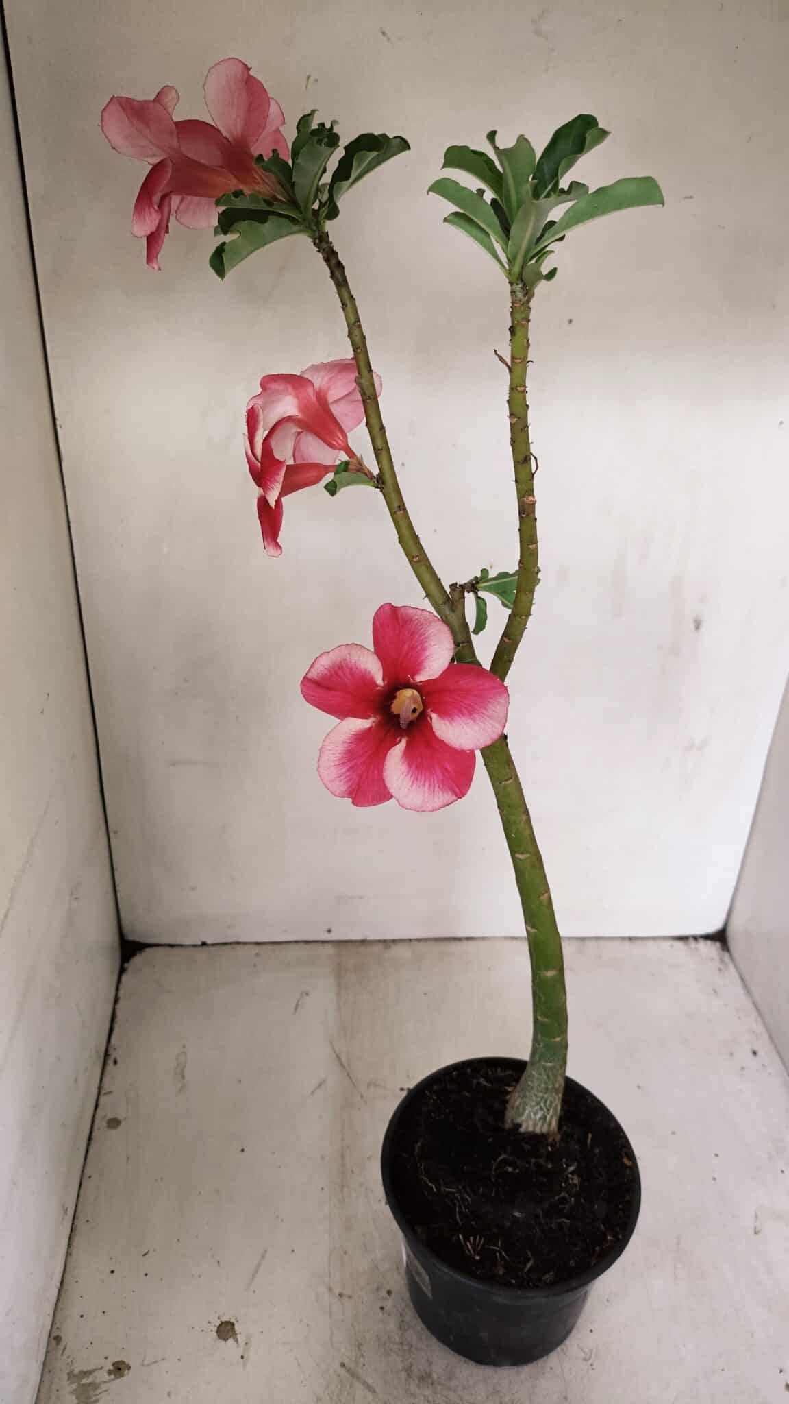 Planta Simples 3252 – 35cm – 03 anos - foto 6