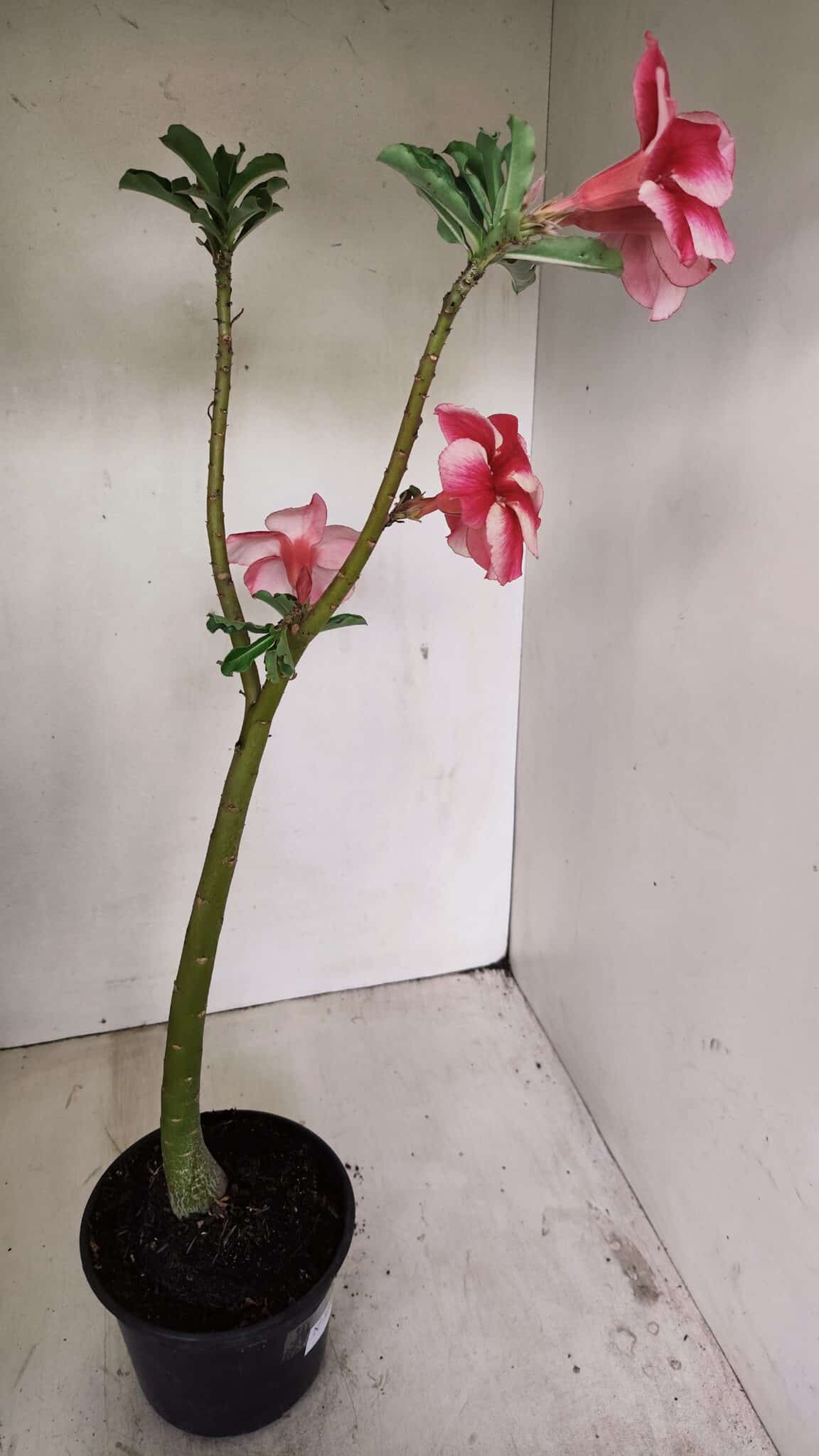 Planta Simples 3252 – 35cm – 03 anos - foto 5