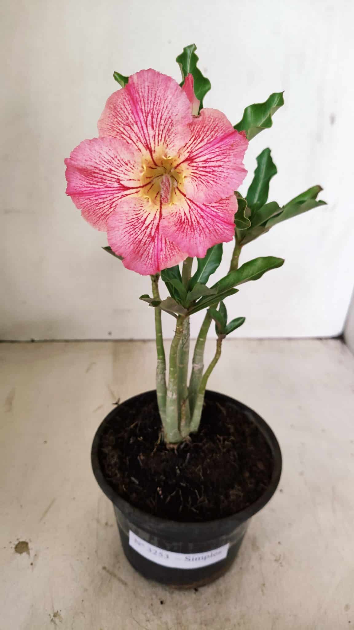 Planta Simples 3253 – 30cm – 02 anos - foto 2