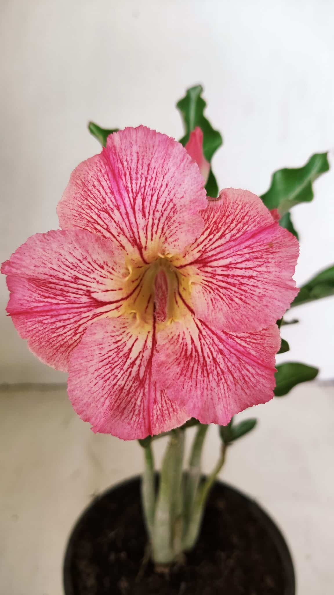 Planta Simples 3253 – 30cm – 02 anos - foto 3