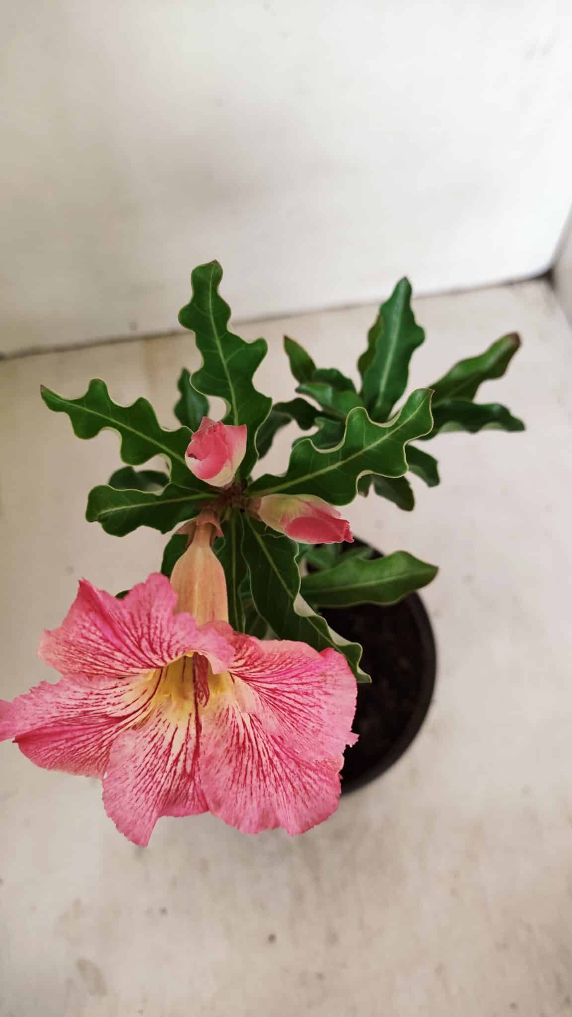 Planta Simples 3253 – 30cm – 02 anos - foto 4