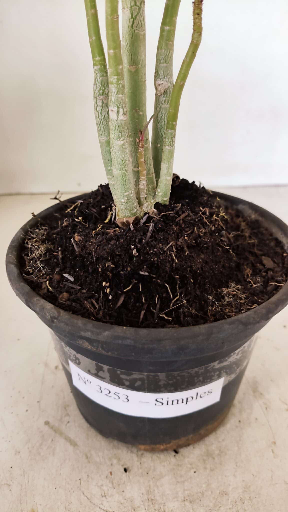 Planta Simples 3253 – 30cm – 02 anos - foto 7