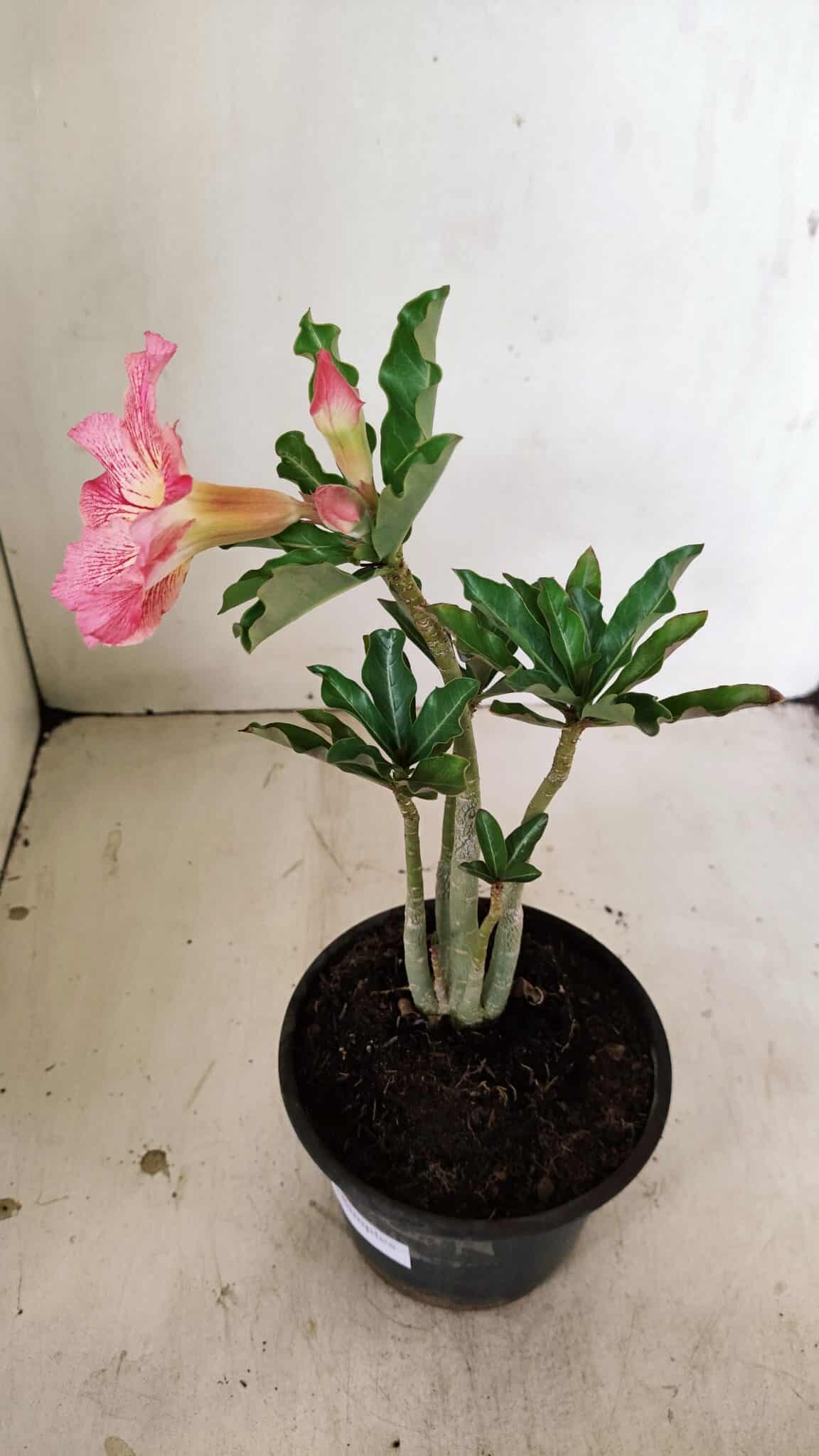 Planta Simples 3253 – 30cm – 02 anos - foto 6