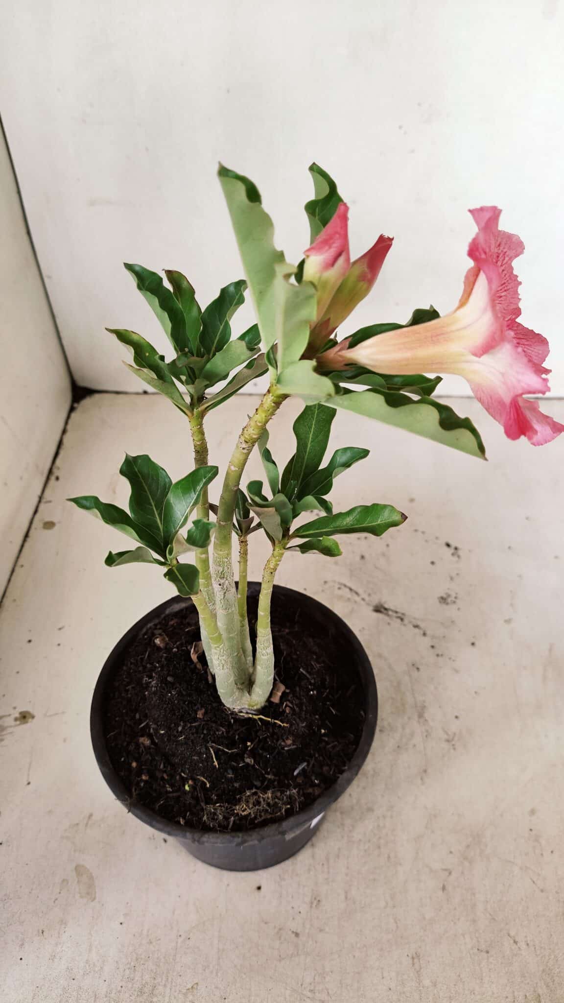 Planta Simples 3253 – 30cm – 02 anos - foto 5