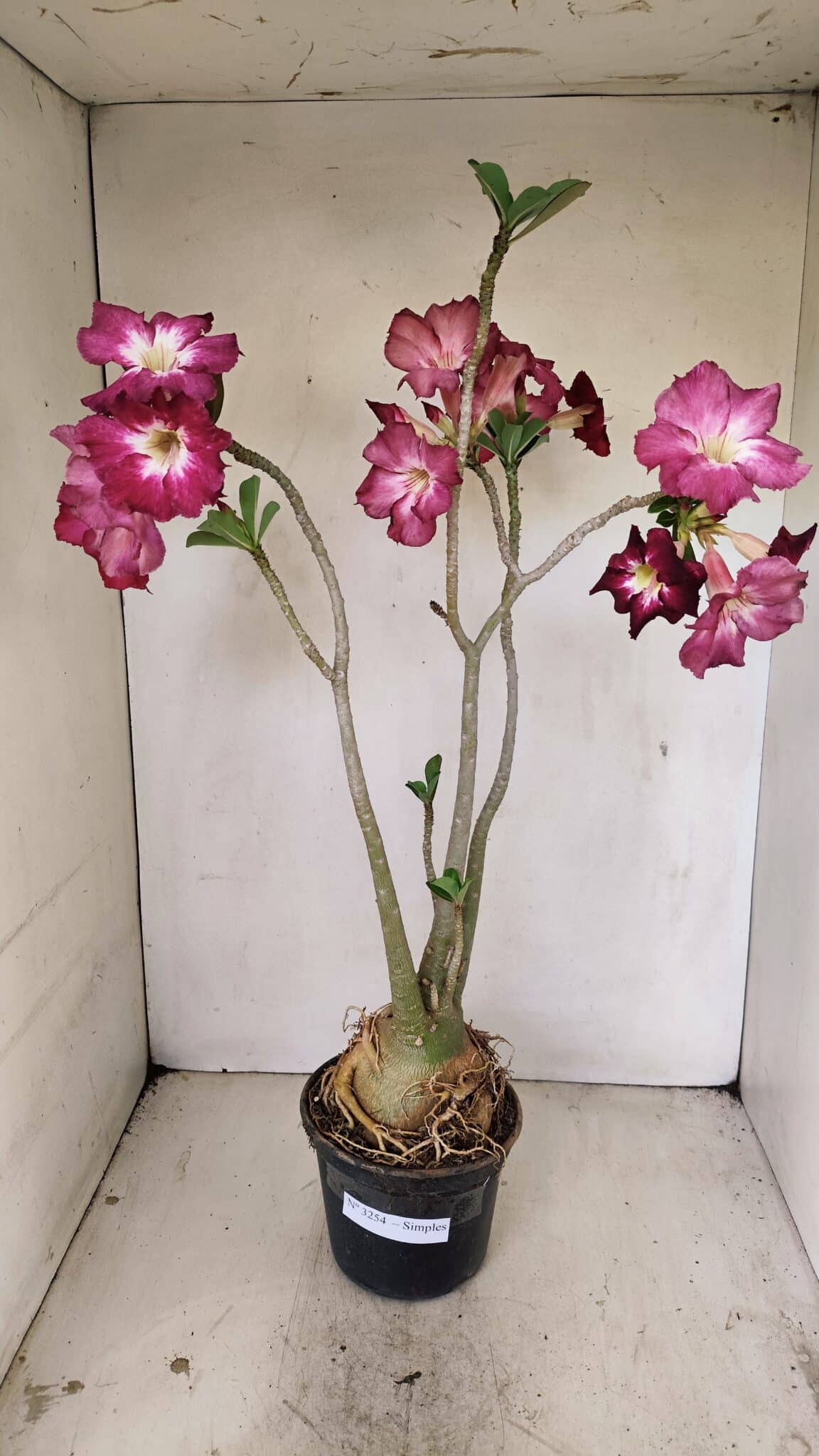 Planta Simples 3254 – 40cm – 03 anos - foto 2
