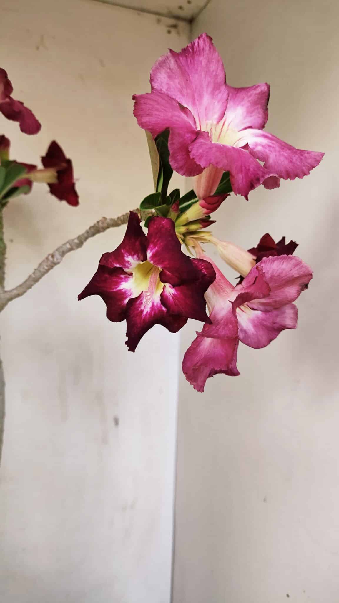 Planta Simples 3254 – 40cm – 03 anos - foto 4