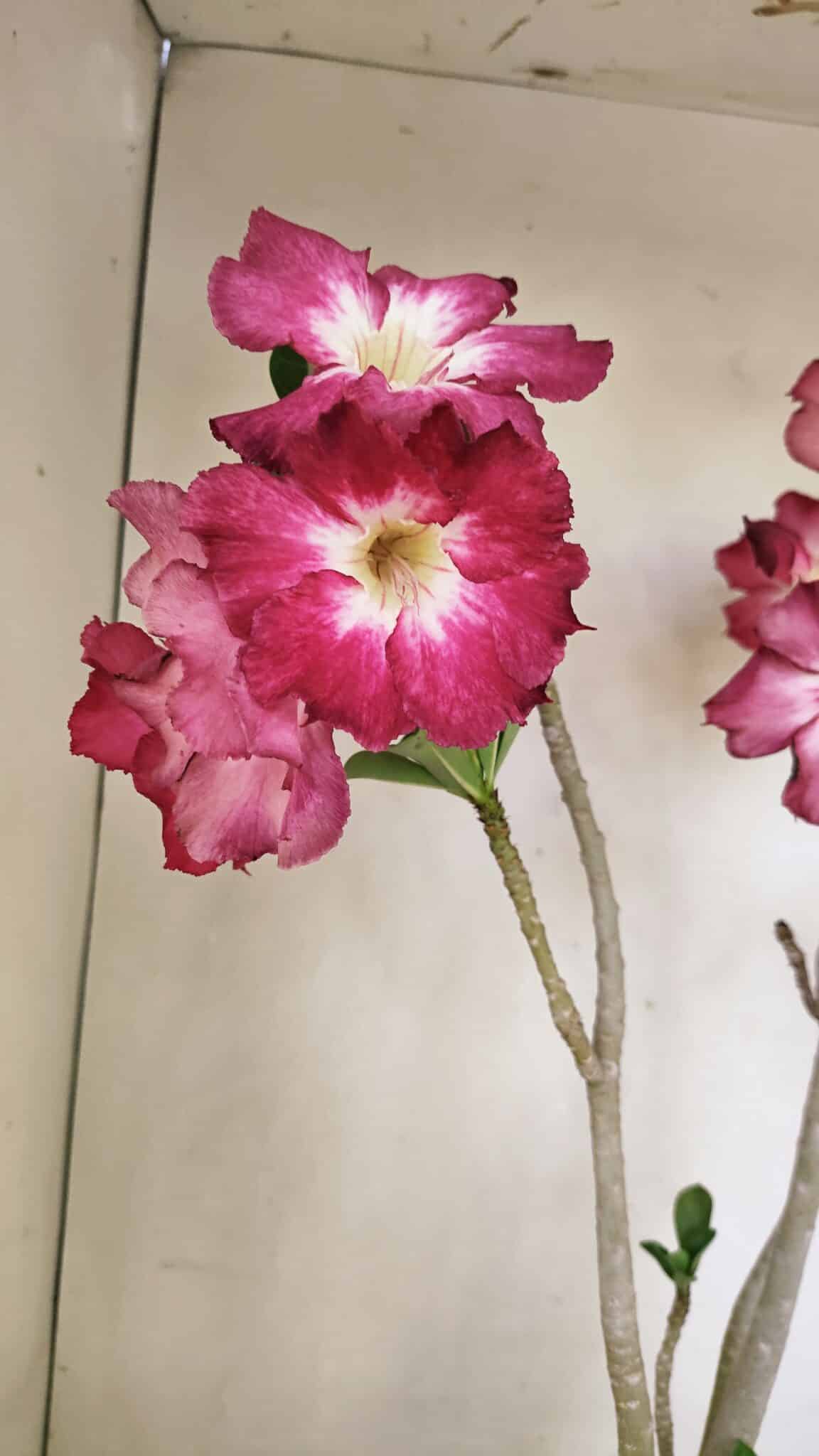 Planta Simples 3254 – 40cm – 03 anos - foto 6