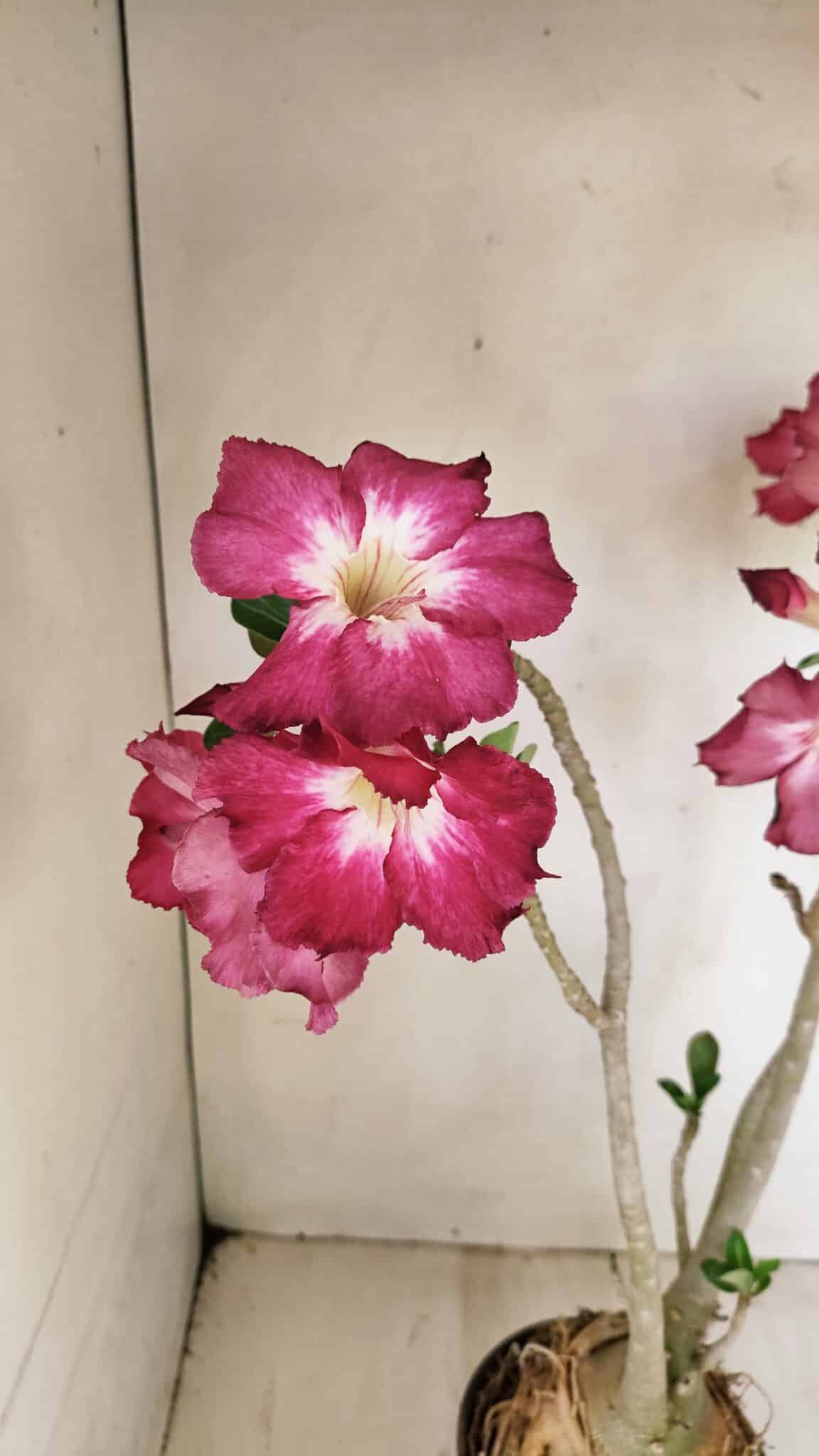 Planta Simples 3254 – 40cm – 03 anos - foto 5