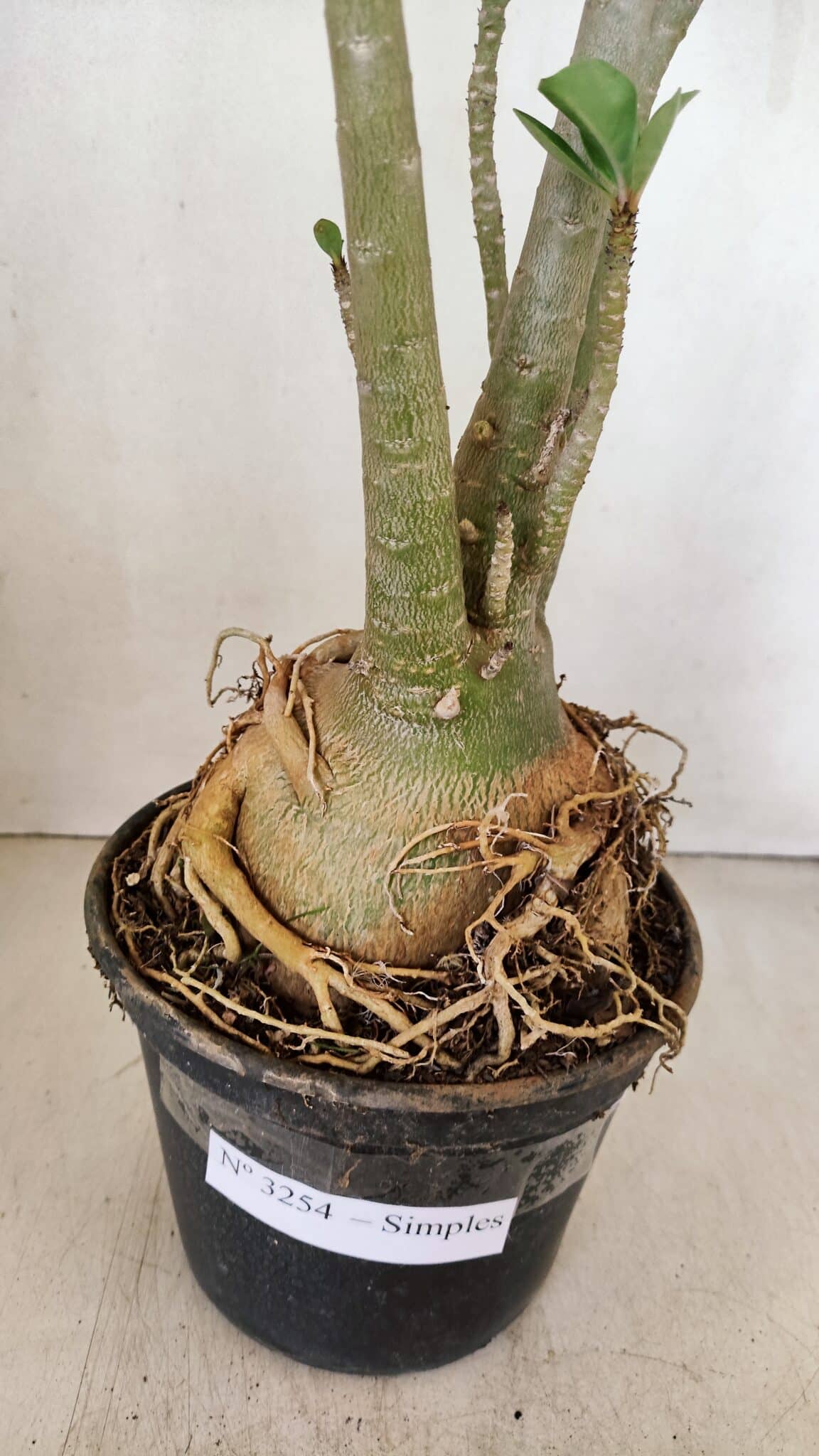 Planta Simples 3254 – 40cm – 03 anos - foto 9