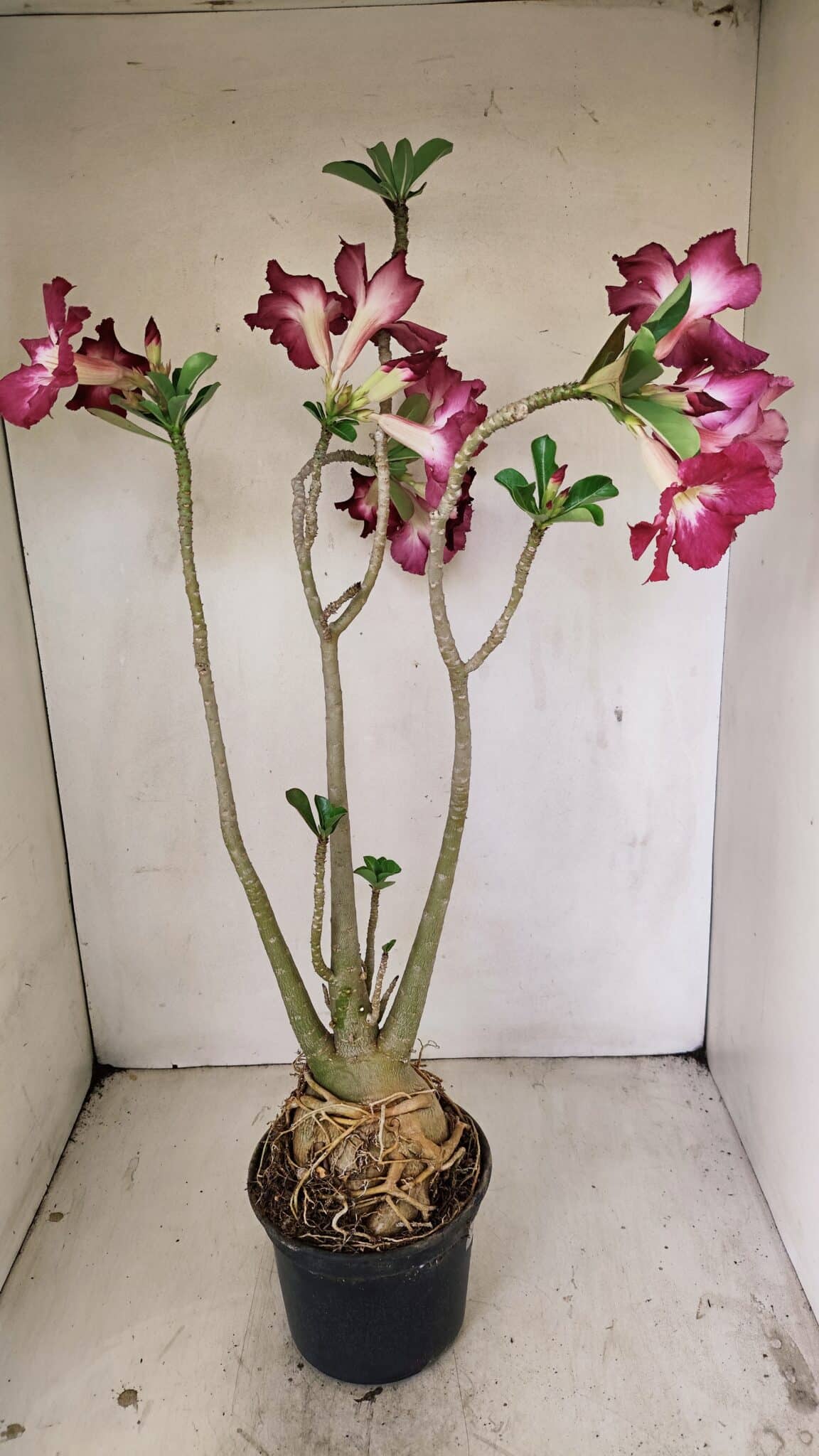 Planta Simples 3254 – 40cm – 03 anos - foto 8