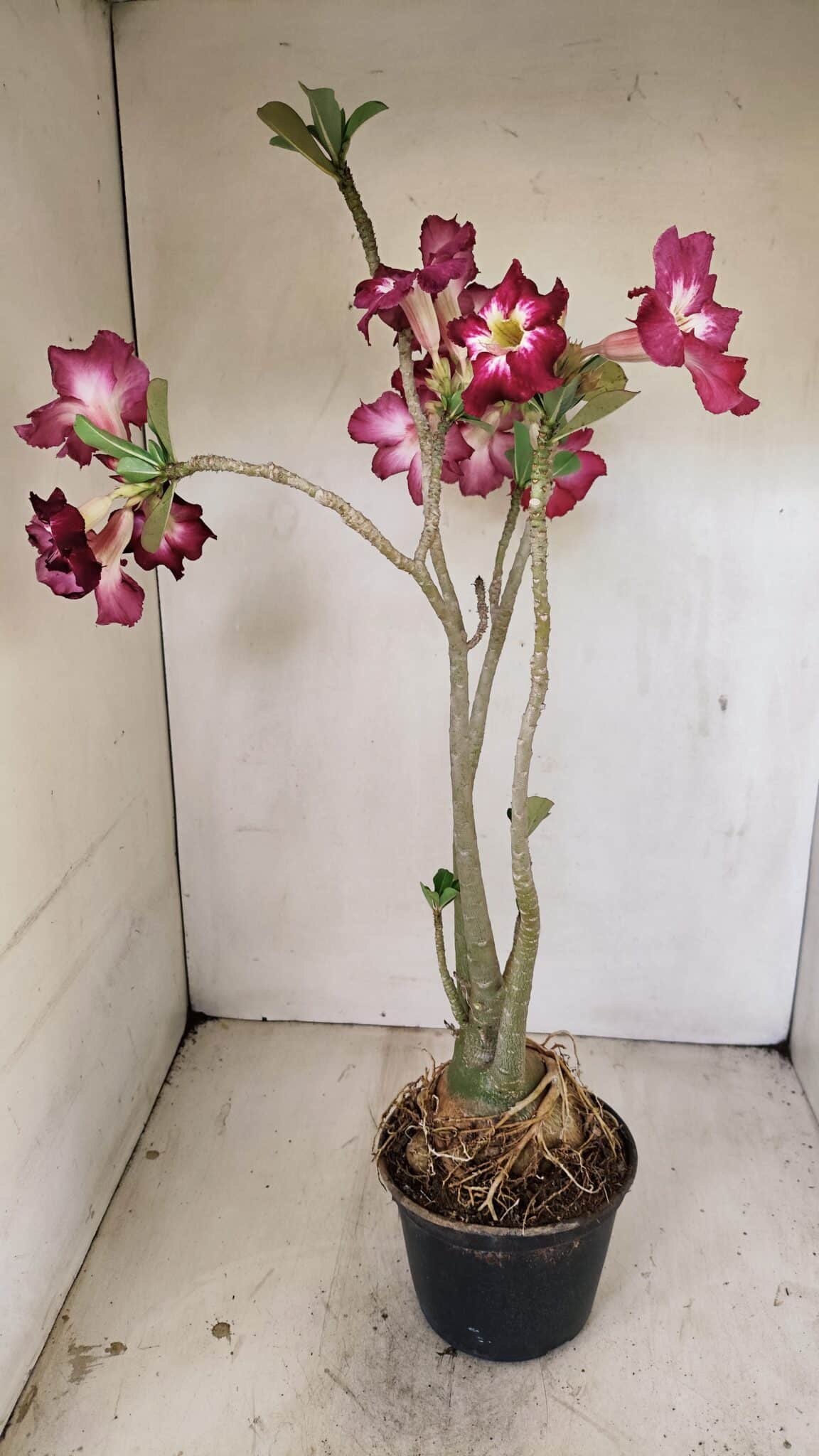 Planta Simples 3254 – 40cm – 03 anos - foto 7