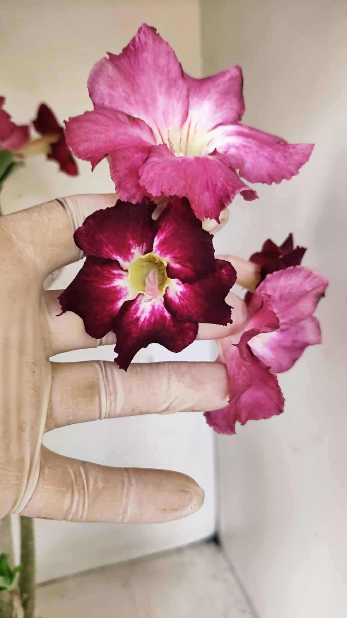 Planta Simples 3254 – 40cm – 03 anos - foto 3