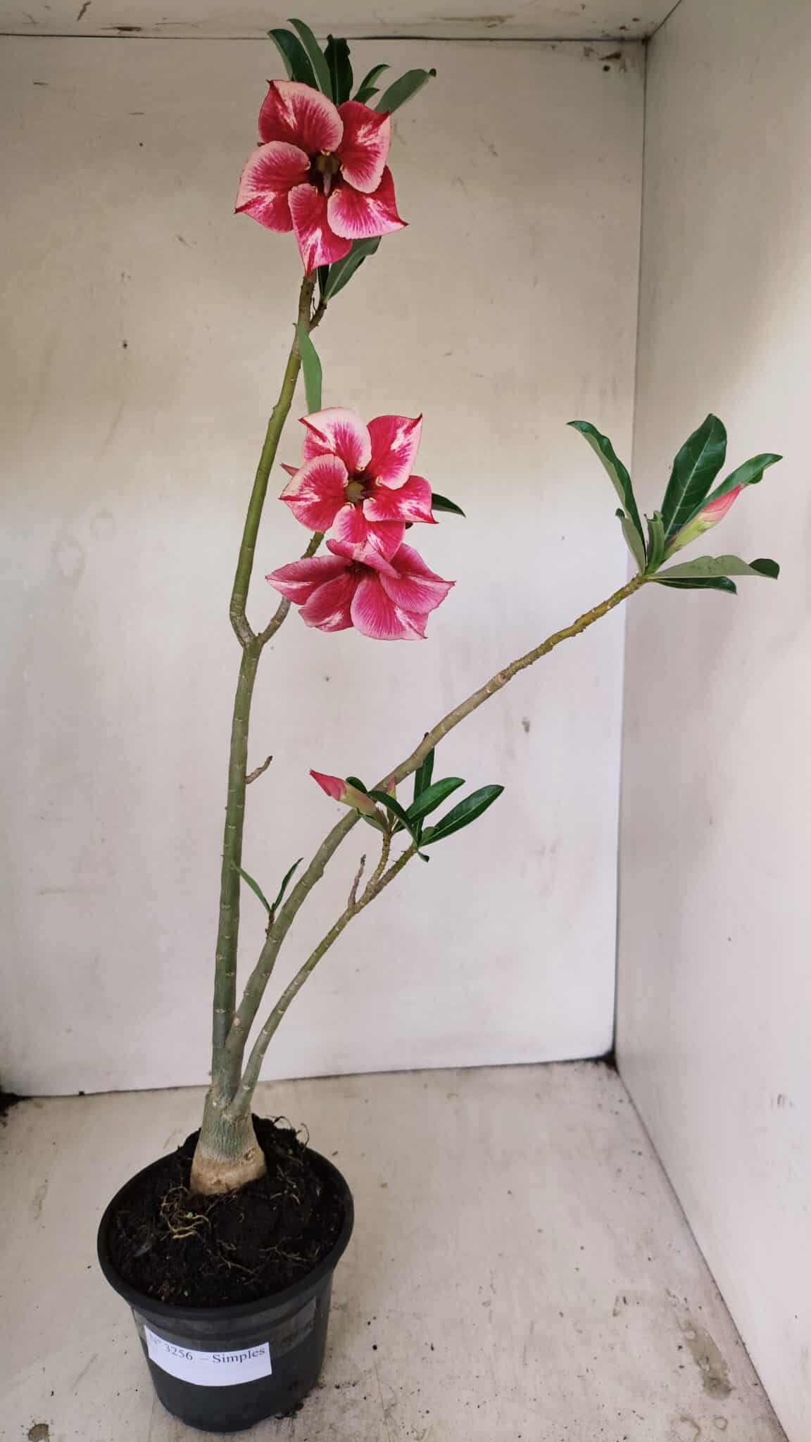 Planta Simples 3256 – 35cm – 03 anos - foto 2