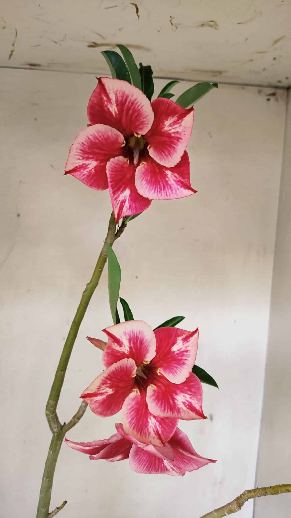 Planta Simples 3256 – 35cm – 03 anos - foto 3