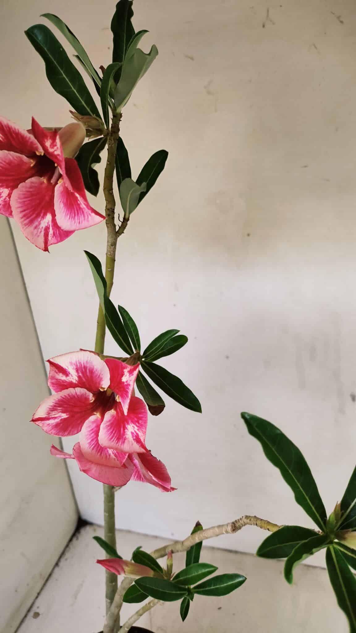 Planta Simples 3256 – 35cm – 03 anos - foto 4
