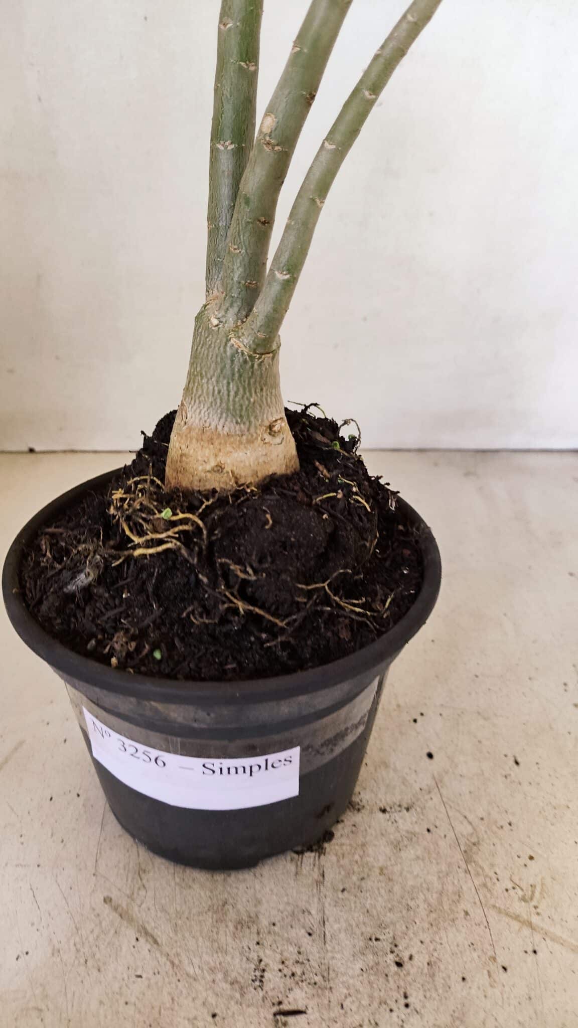 Planta Simples 3256 – 35cm – 03 anos - foto 7