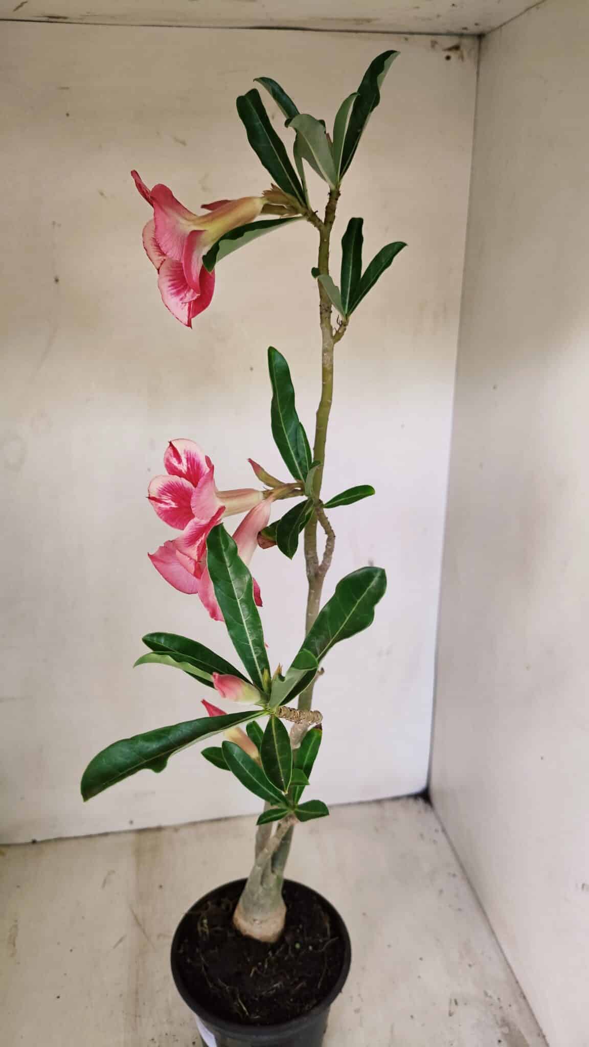Planta Simples 3256 – 35cm – 03 anos - foto 6