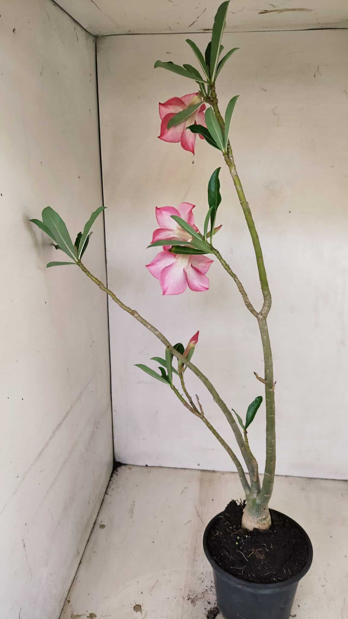 Planta Simples 3256 – 35cm – 03 anos - foto 5