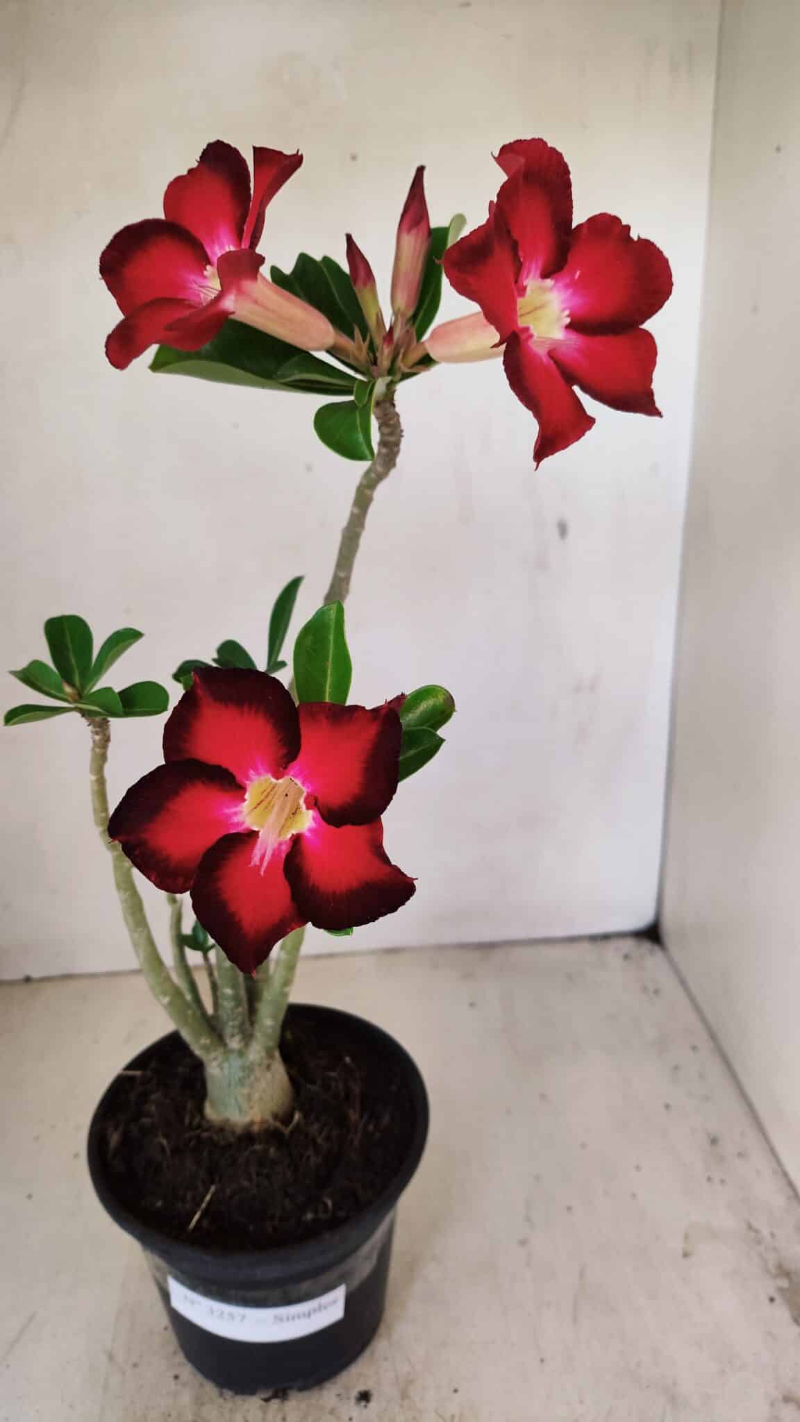 Planta Simples 3257 – 35cm – 03 anos - foto 2