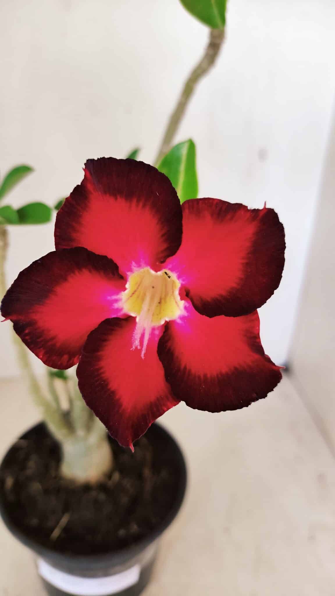 Planta Simples 3257 – 35cm – 03 anos - foto 3