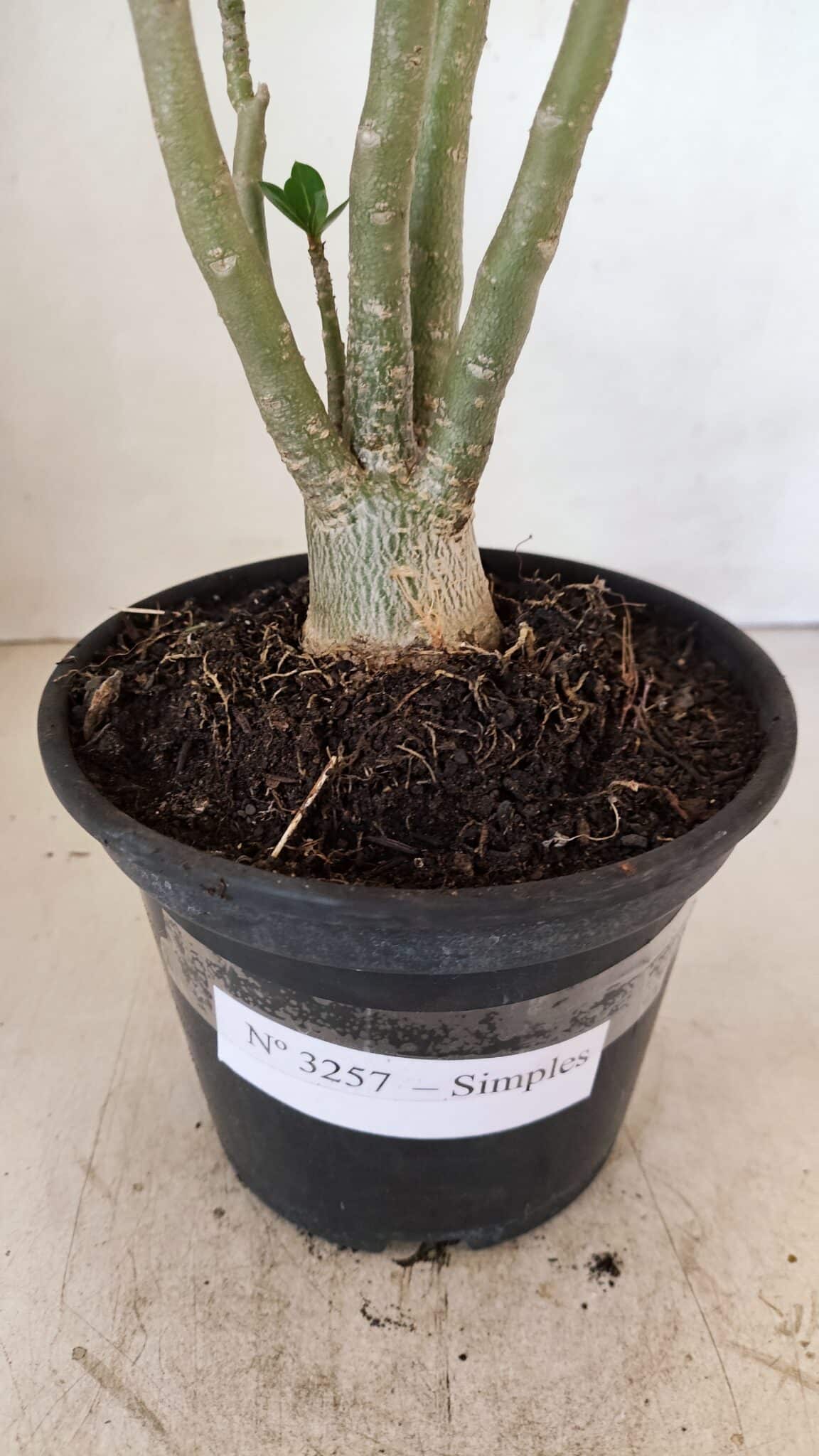 Planta Simples 3257 – 35cm – 03 anos - foto 7