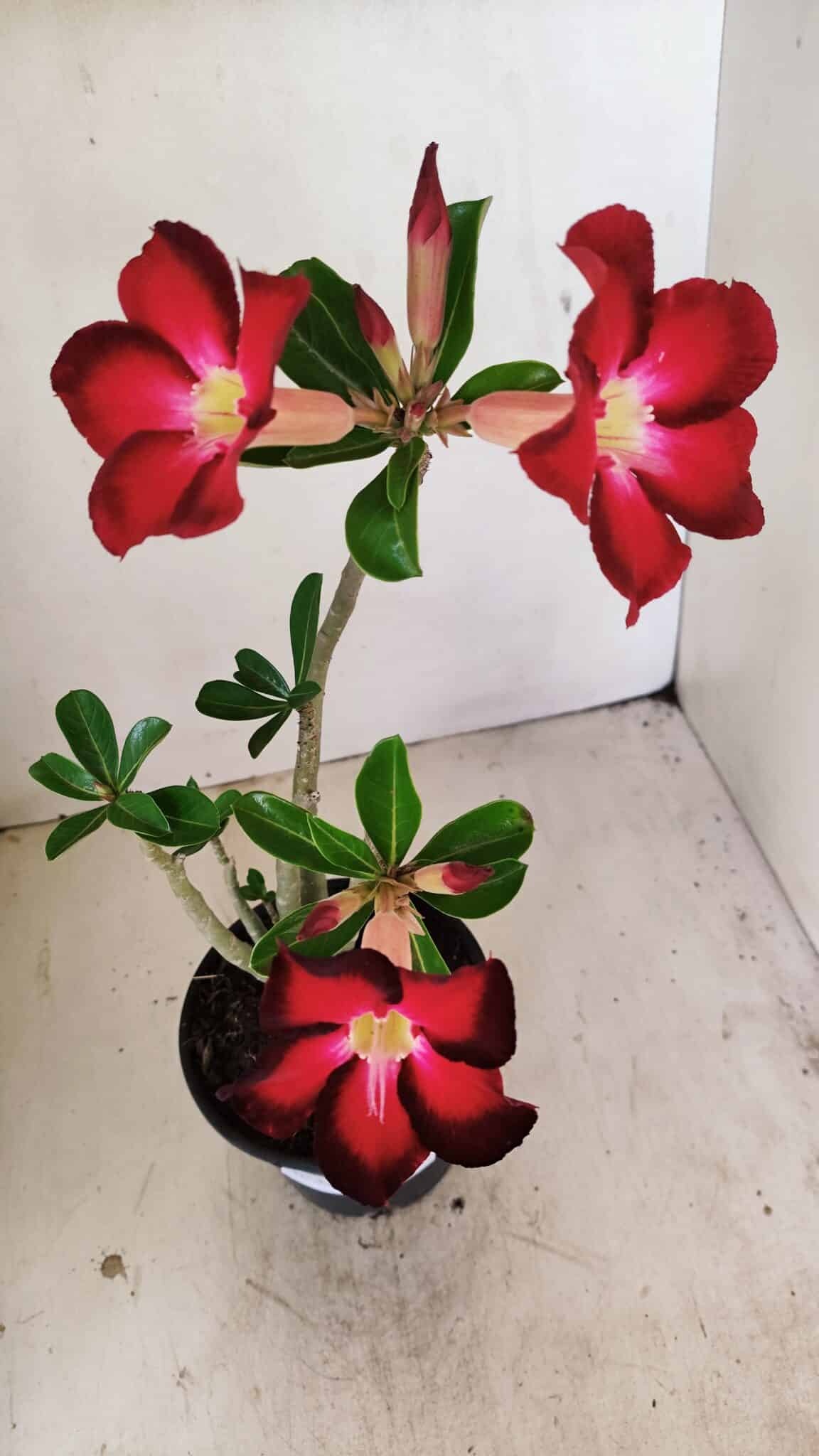 Planta Simples 3257 – 35cm – 03 anos - foto 4