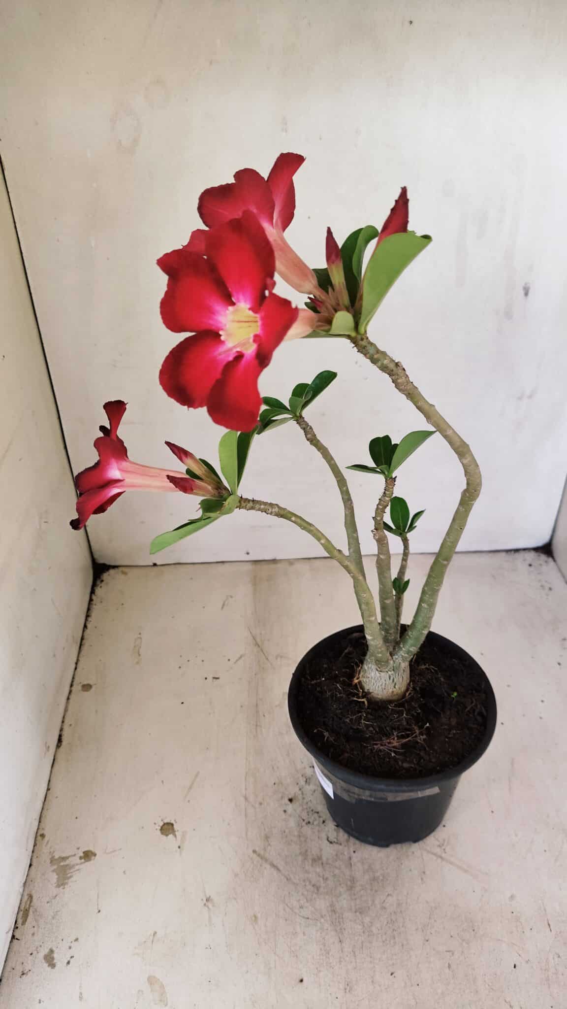 Planta Simples 3257 – 35cm – 03 anos - foto 6