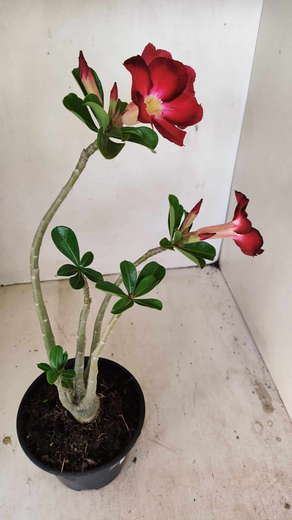 Planta Simples 3257 – 35cm – 03 anos - foto 5
