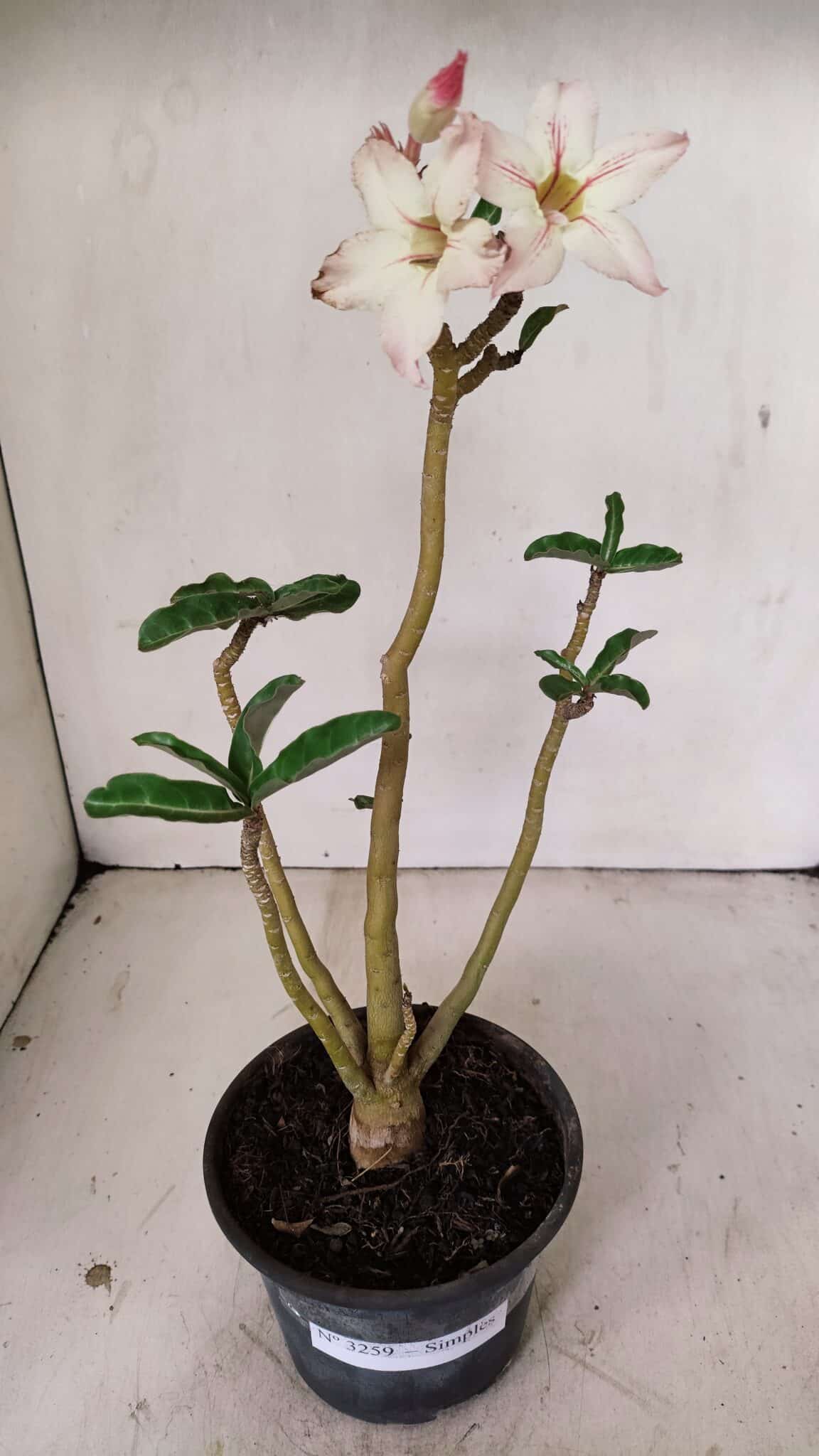 Planta Simples 3259 – 30cm – 03 anos - foto 2