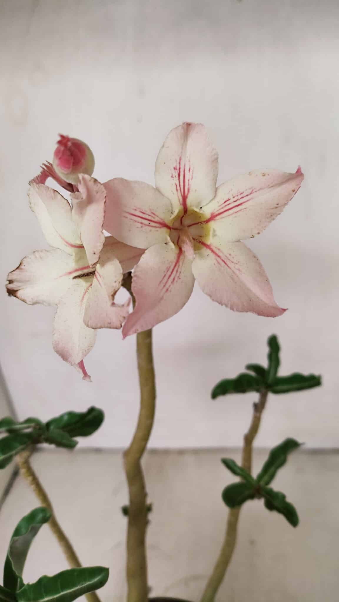 Planta Simples 3259 – 30cm – 03 anos - foto 3