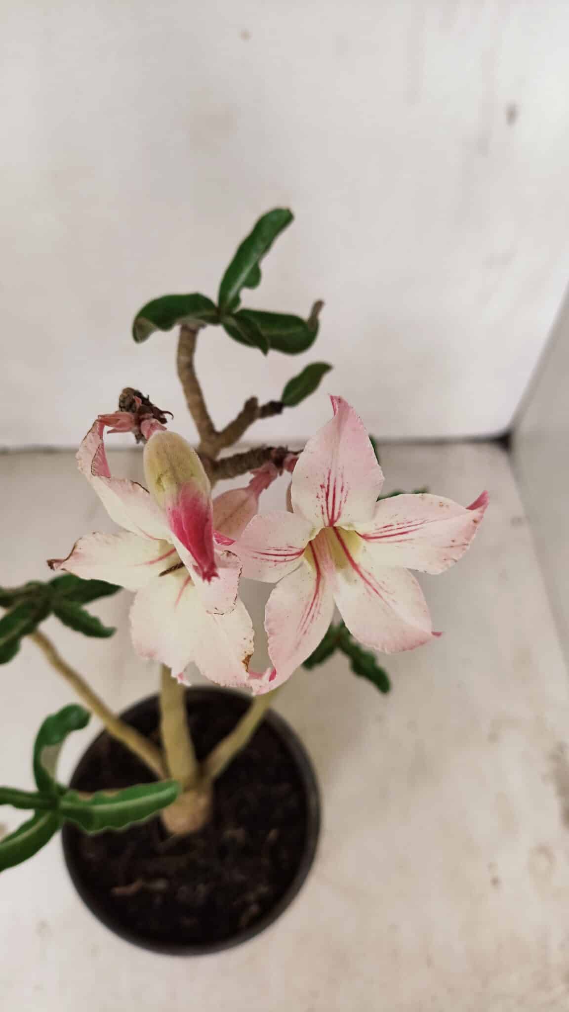 Planta Simples 3259 – 30cm – 03 anos - foto 4