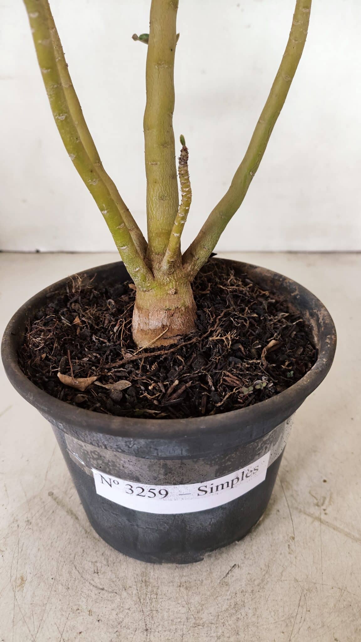 Planta Simples 3259 – 30cm – 03 anos - foto 6
