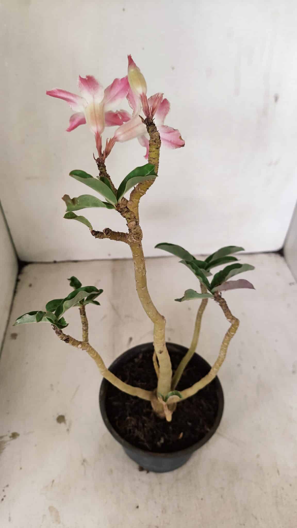 Planta Simples 3259 – 30cm – 03 anos - foto 5