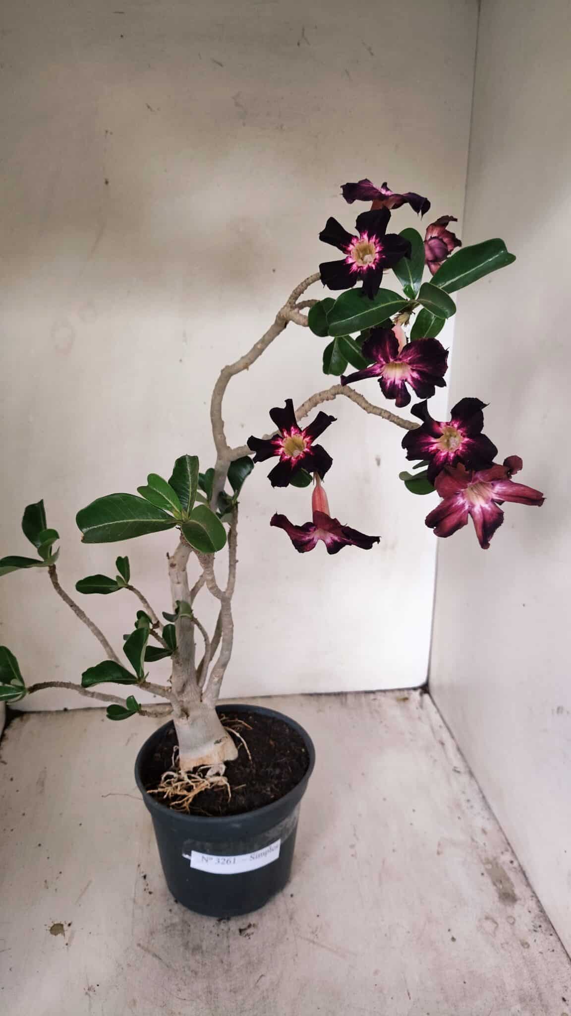 Planta Simples 3261 – 35cm – 03 anos - foto 2