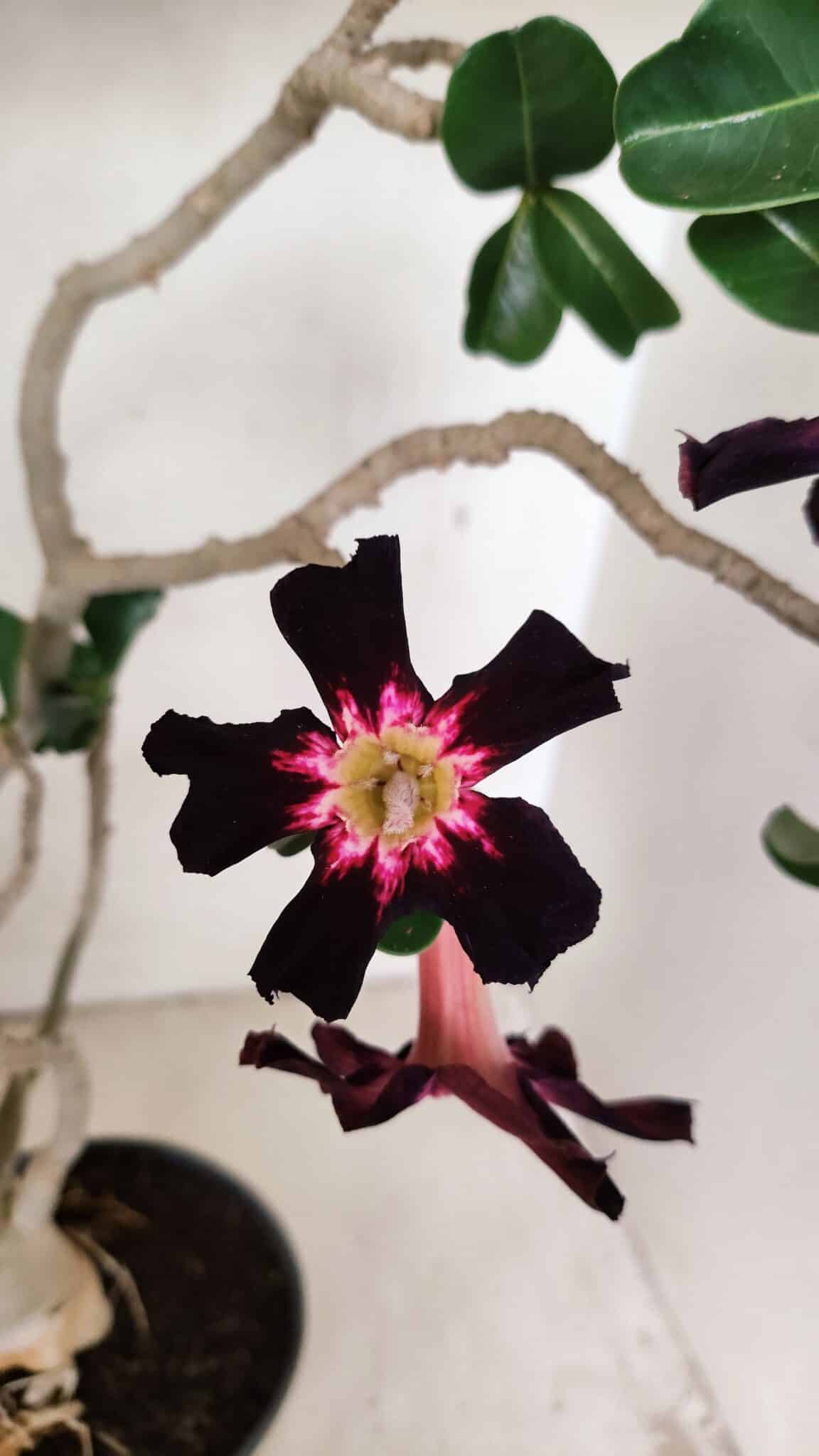 Planta Simples 3261 – 35cm – 03 anos - foto 3