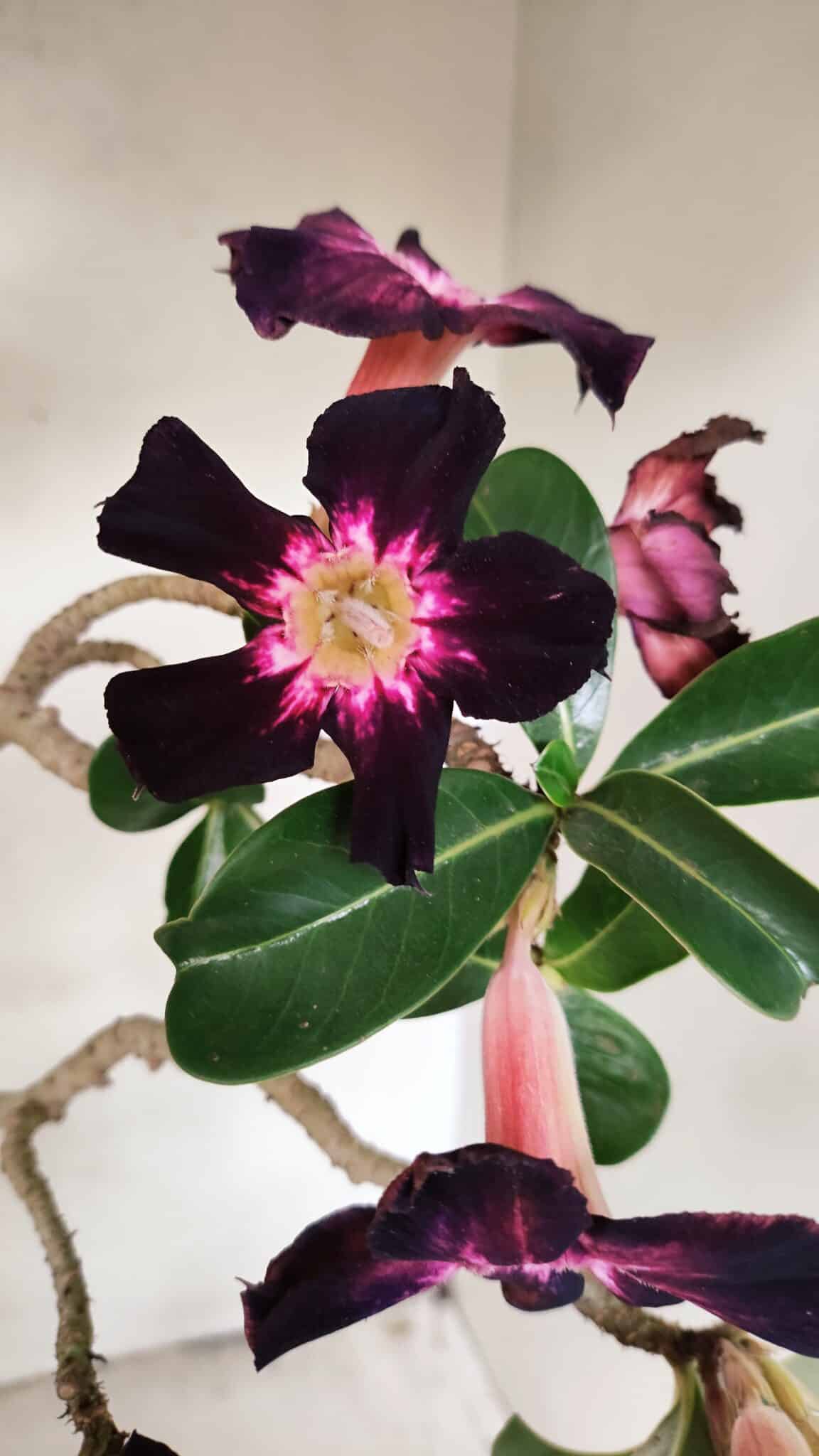 Planta Simples 3261 – 35cm – 03 anos - foto 5