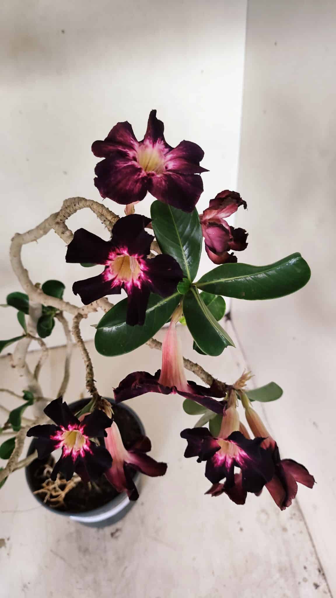 Planta Simples 3261 – 35cm – 03 anos - foto 6