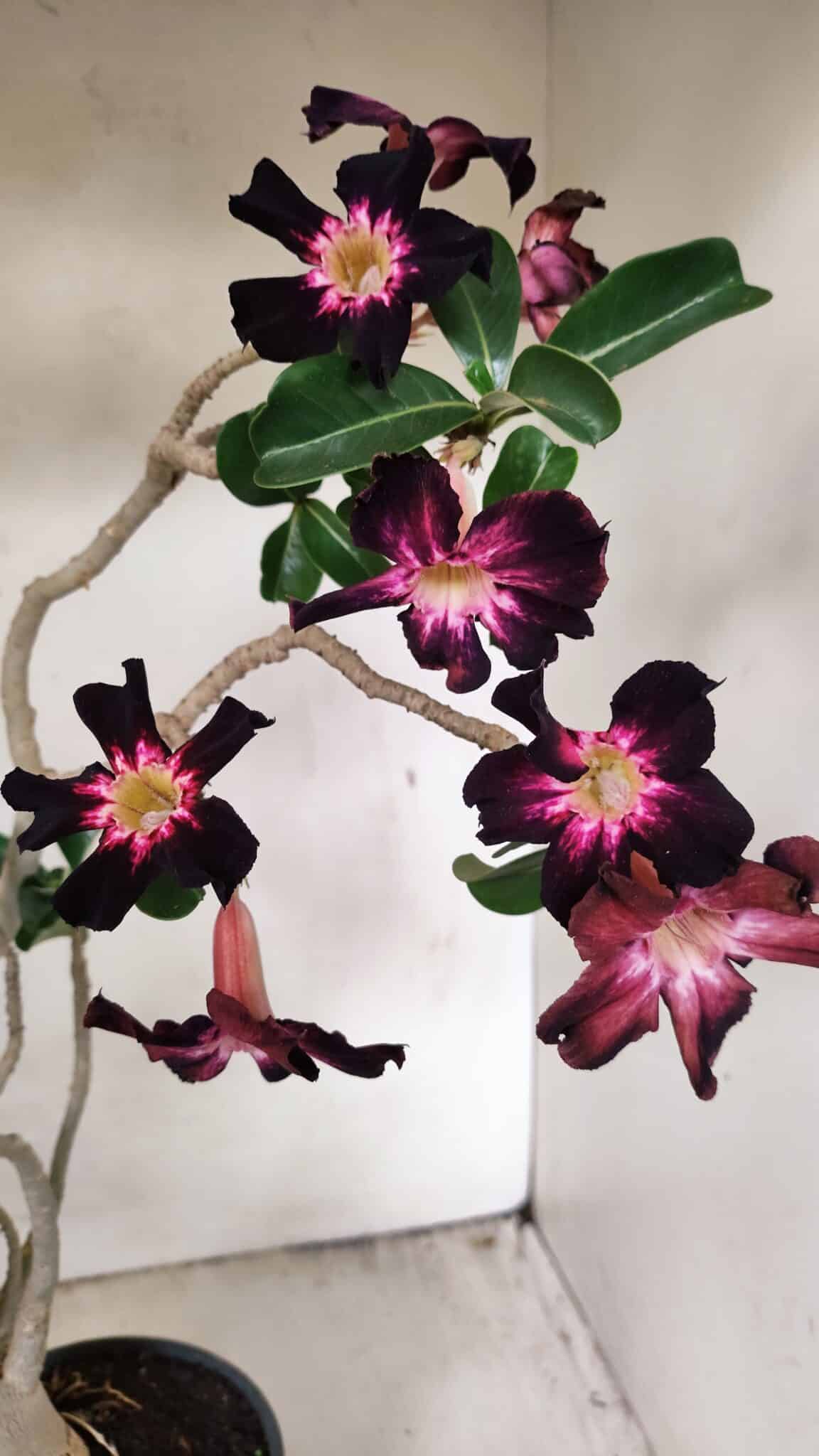 Planta Simples 3261 – 35cm – 03 anos - foto 4