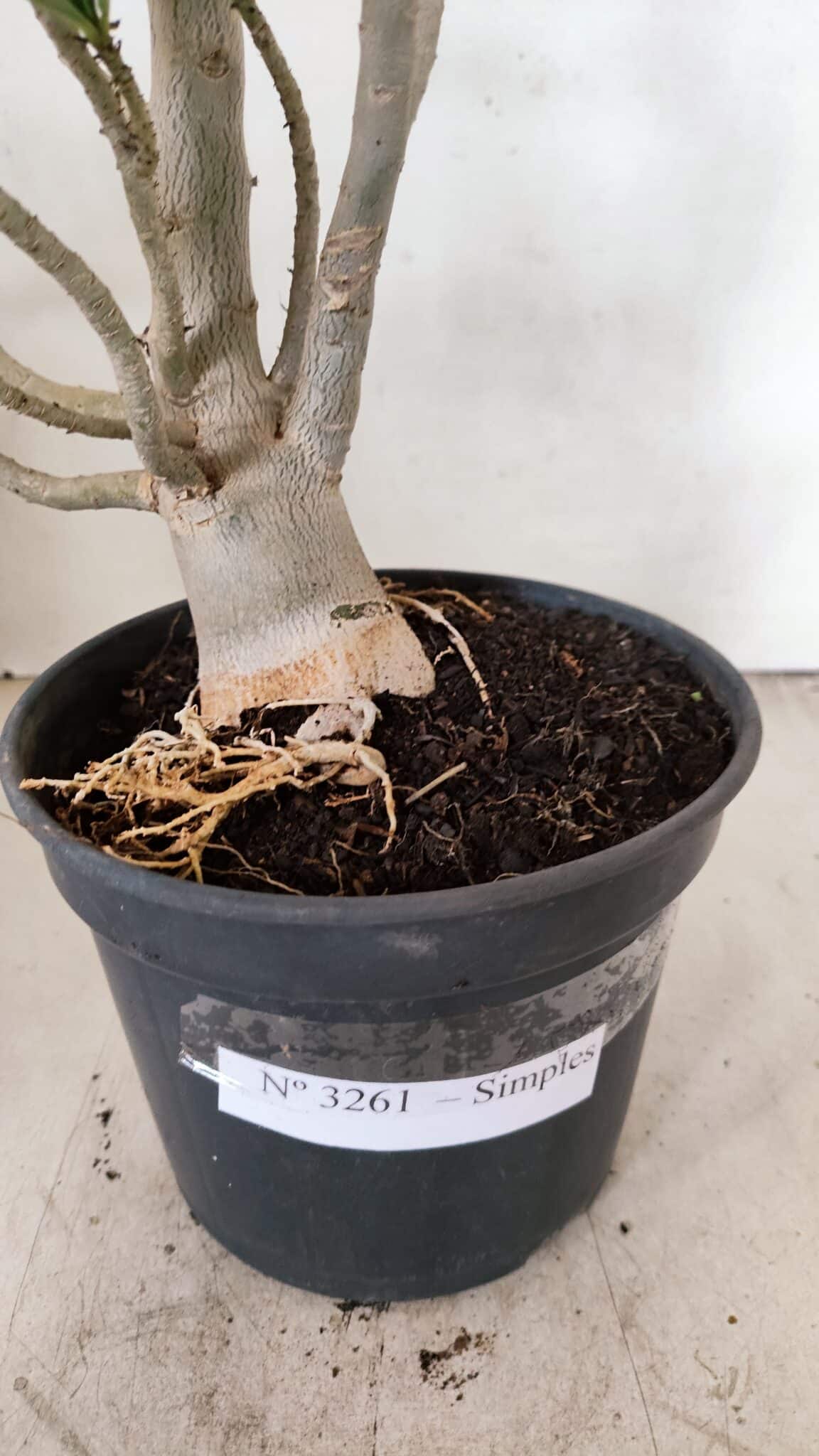 Planta Simples 3261 – 35cm – 03 anos - foto 9
