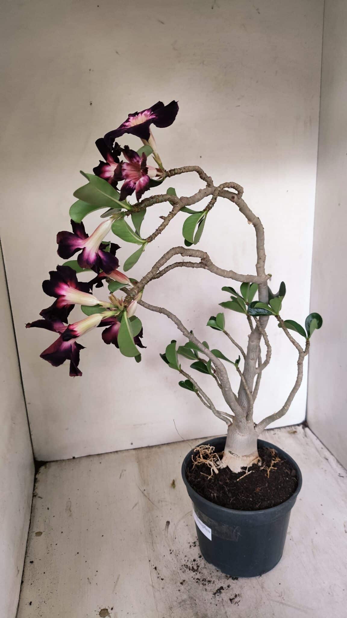 Planta Simples 3261 – 35cm – 03 anos - foto 8