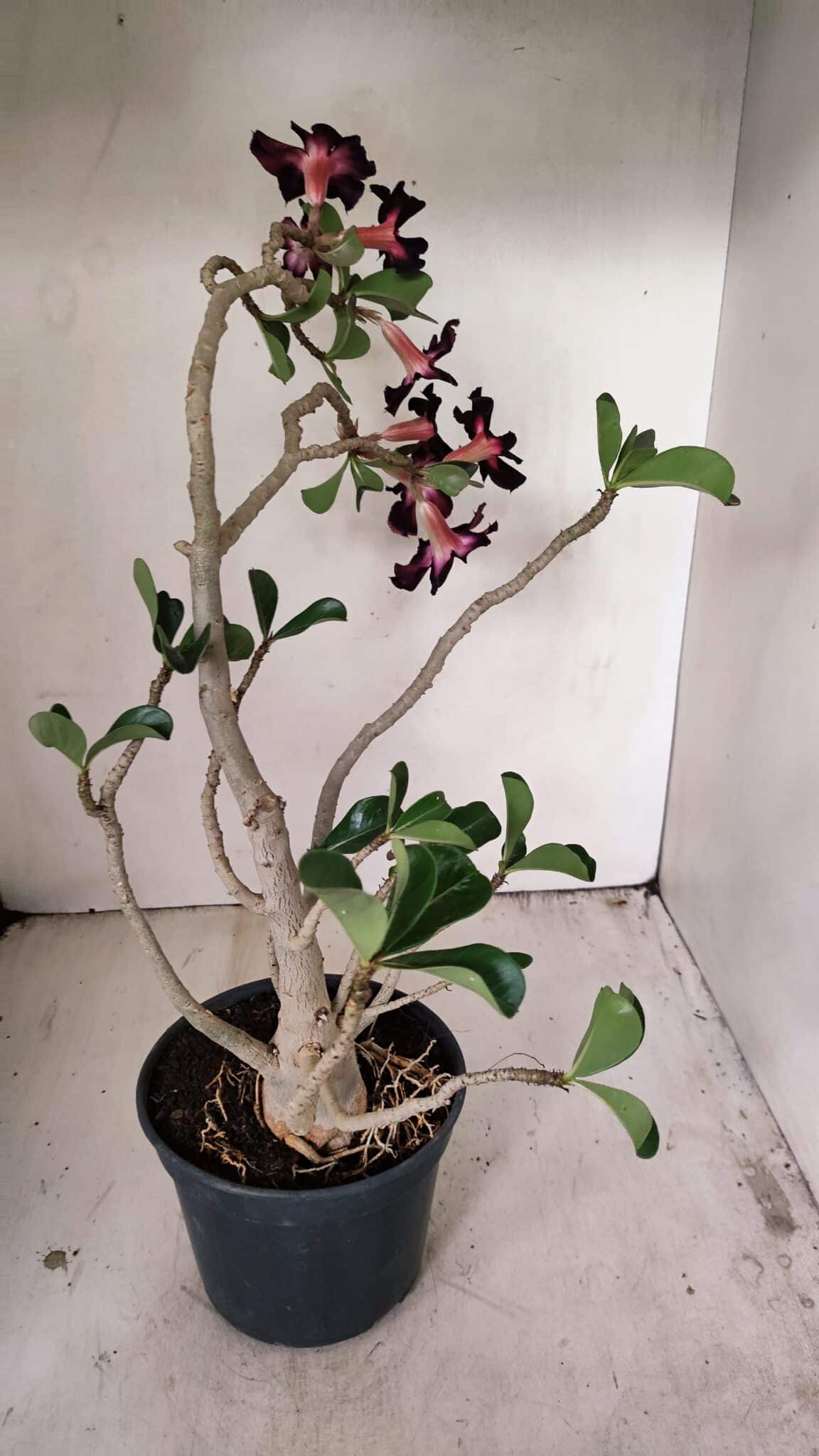 Planta Simples 3261 – 35cm – 03 anos - foto 7