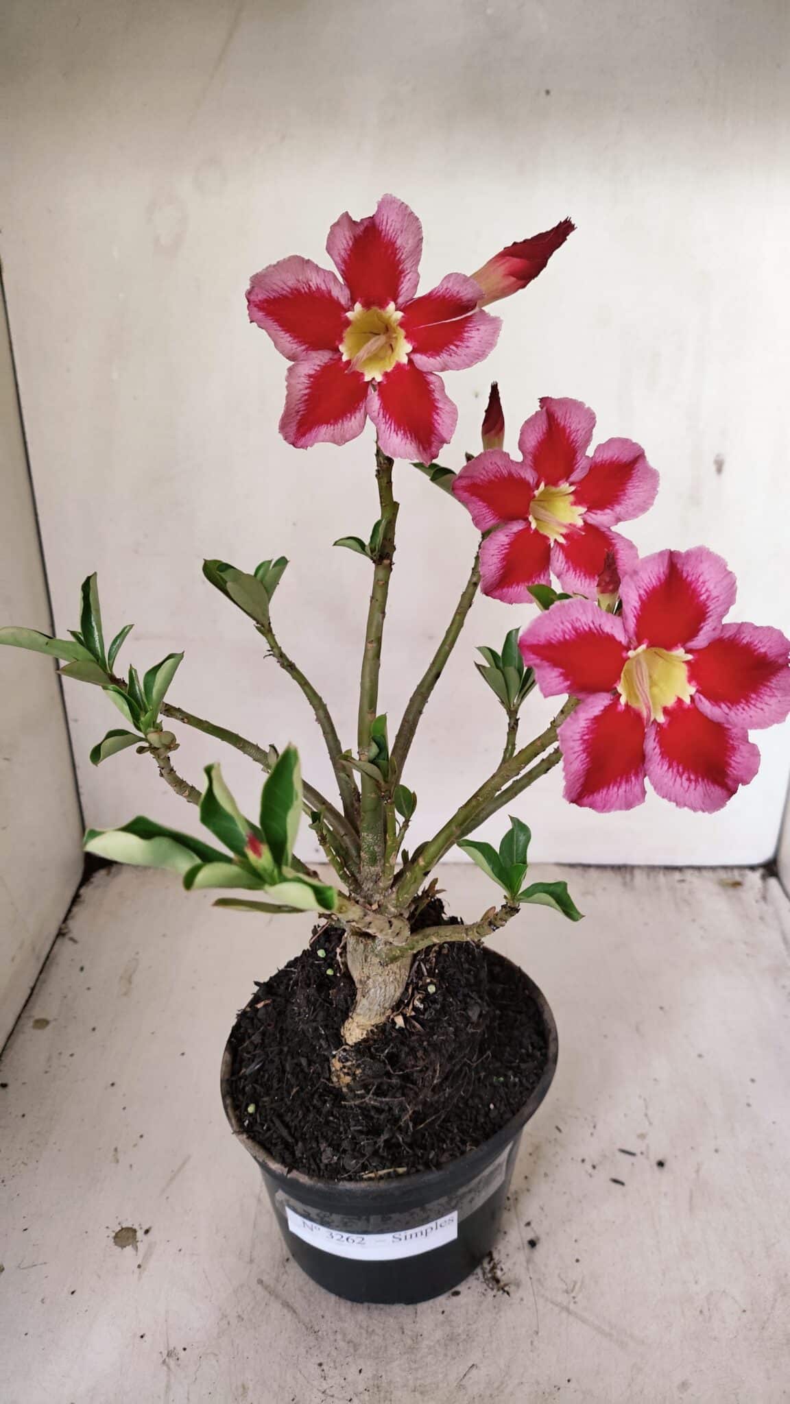 Planta Simples 3262 – 35cm – 03 anos - foto 2