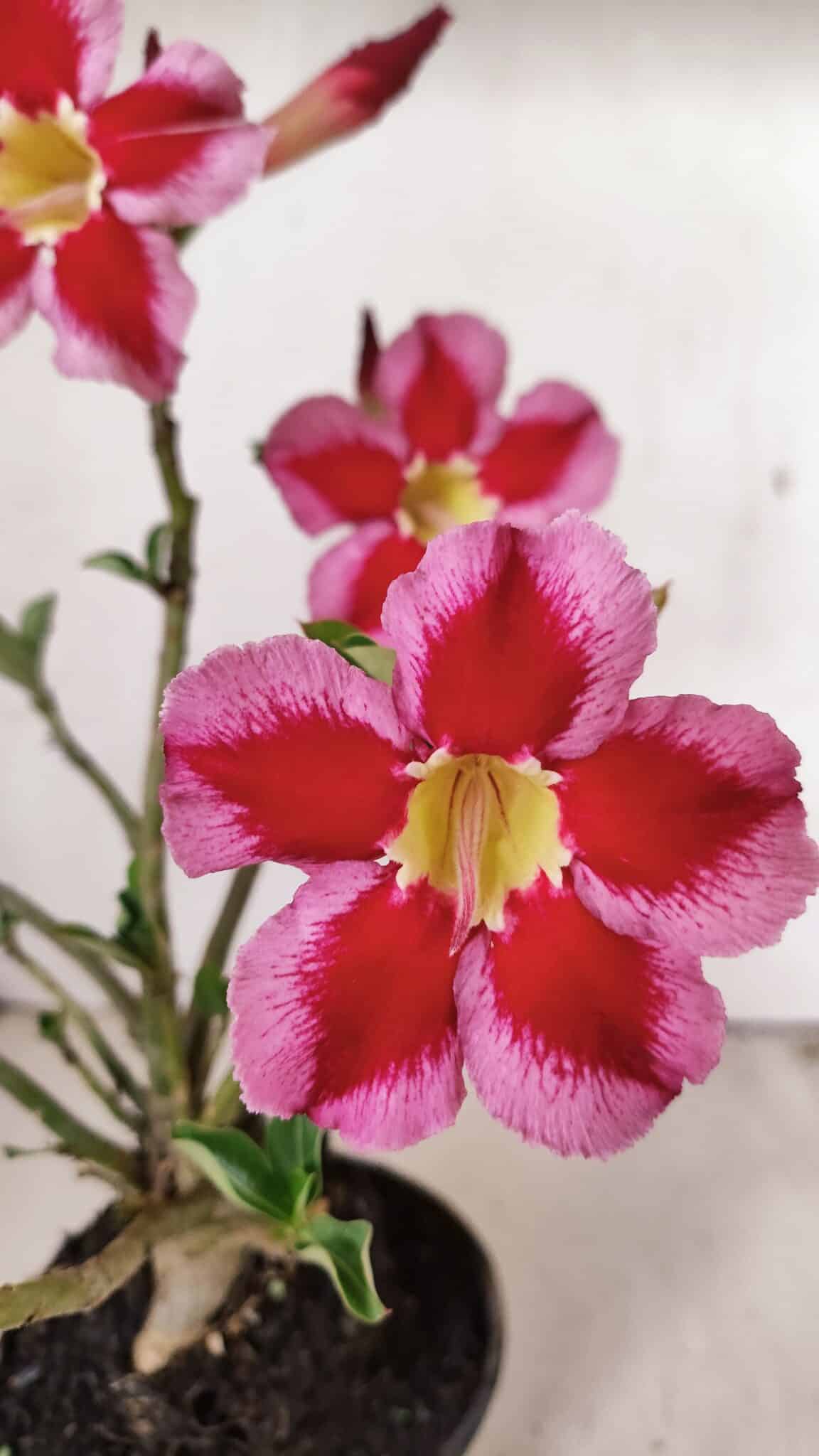 Planta Simples 3262 – 35cm – 03 anos - foto 3