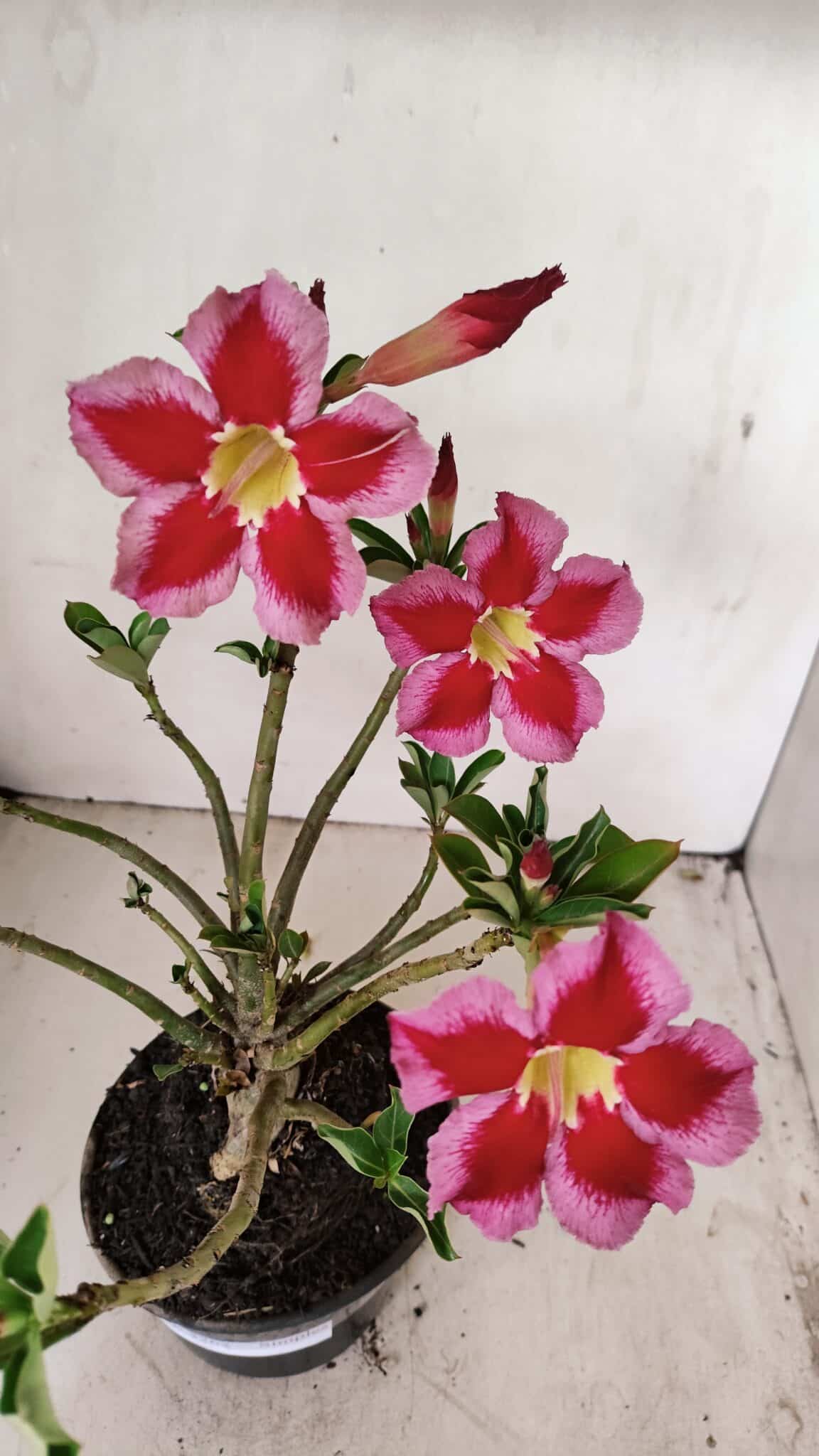 Planta Simples 3262 – 35cm – 03 anos - foto 4