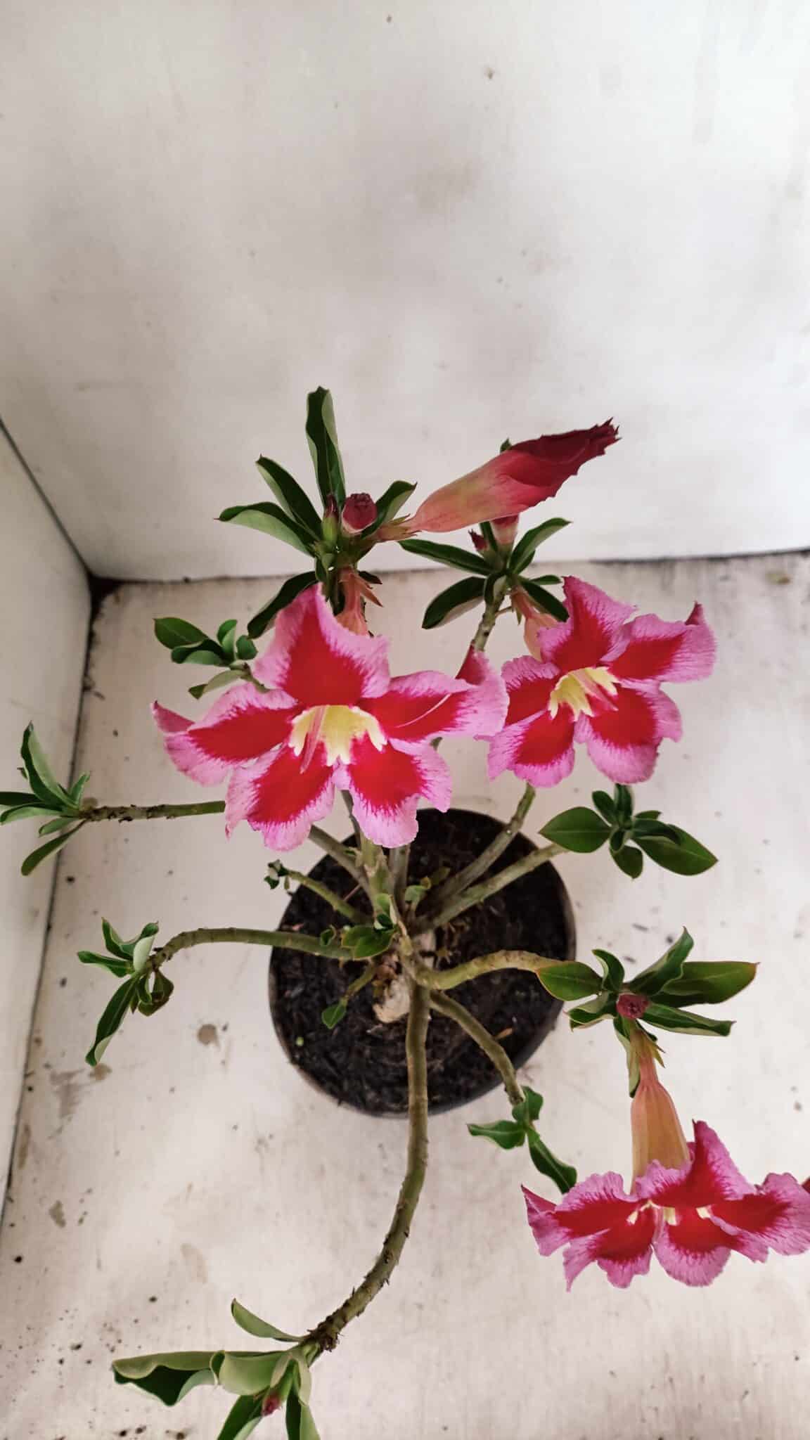 Planta Simples 3262 – 35cm – 03 anos - foto 5