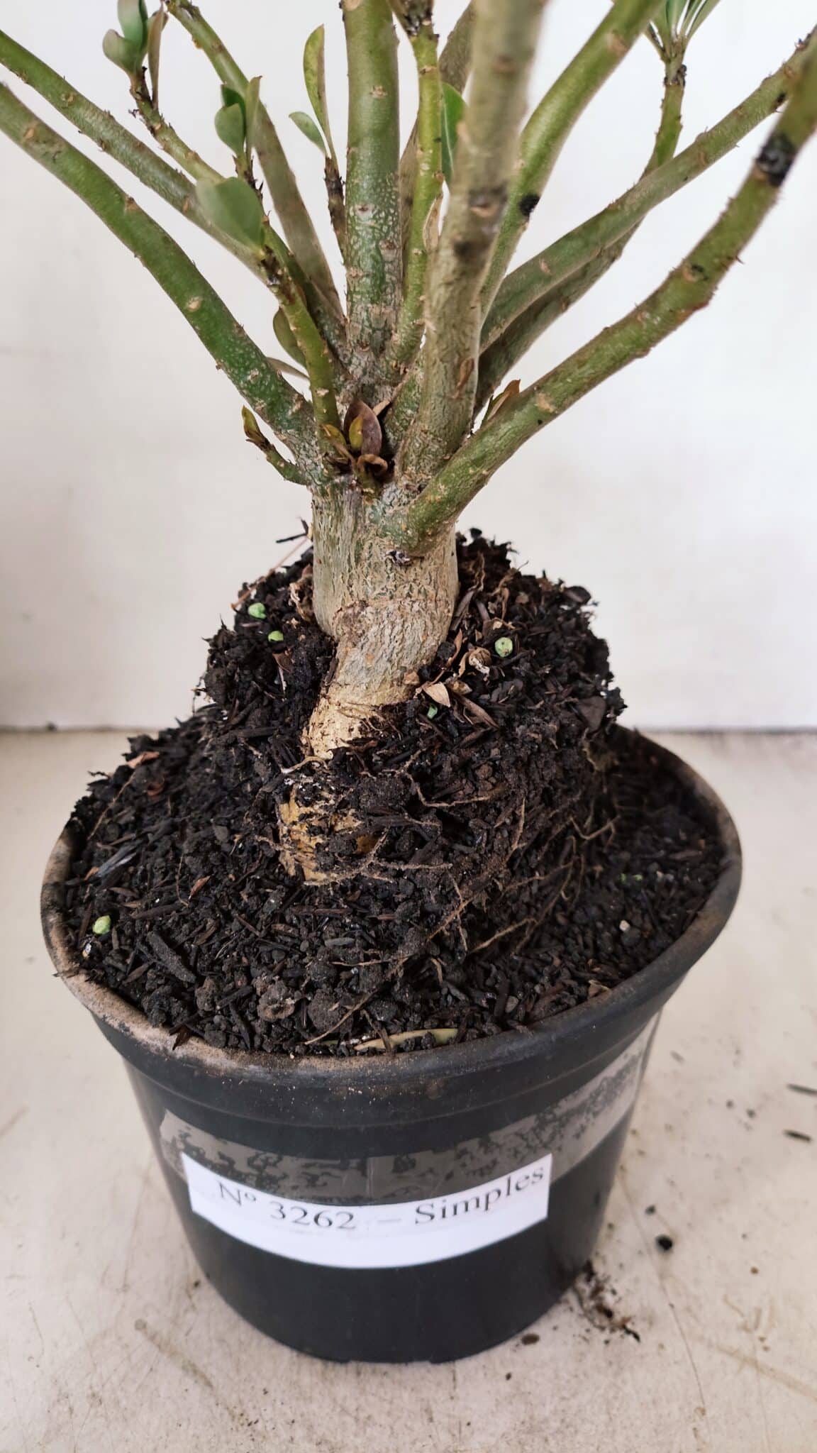 Planta Simples 3262 – 35cm – 03 anos - foto 8